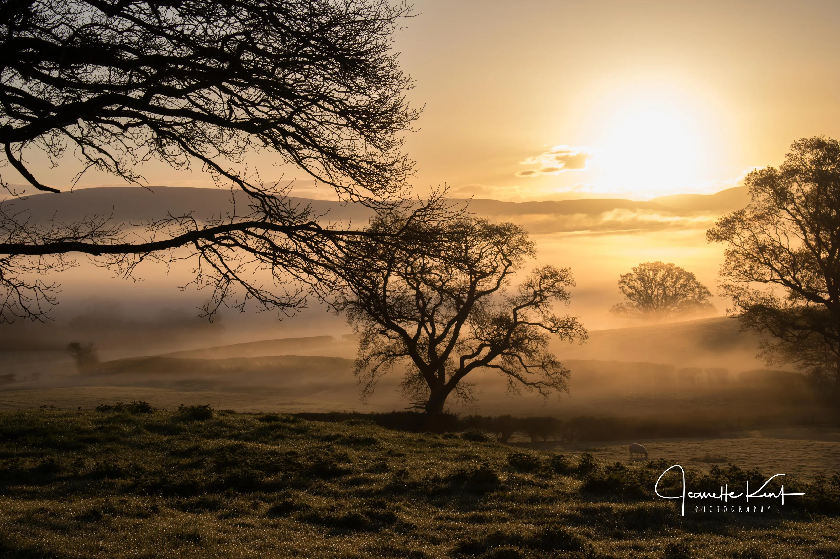 Misty Morning