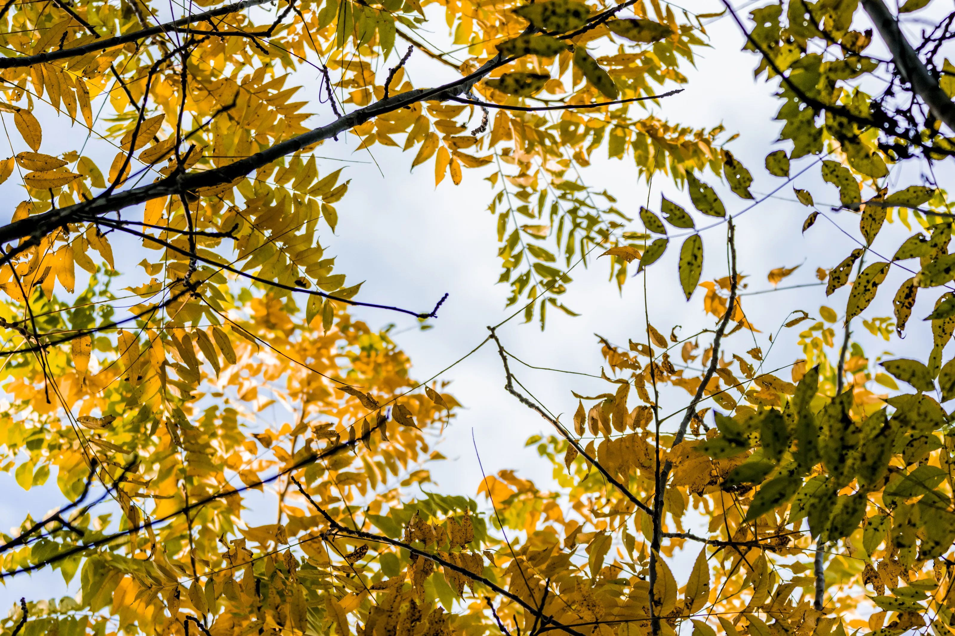A peek through the leaves