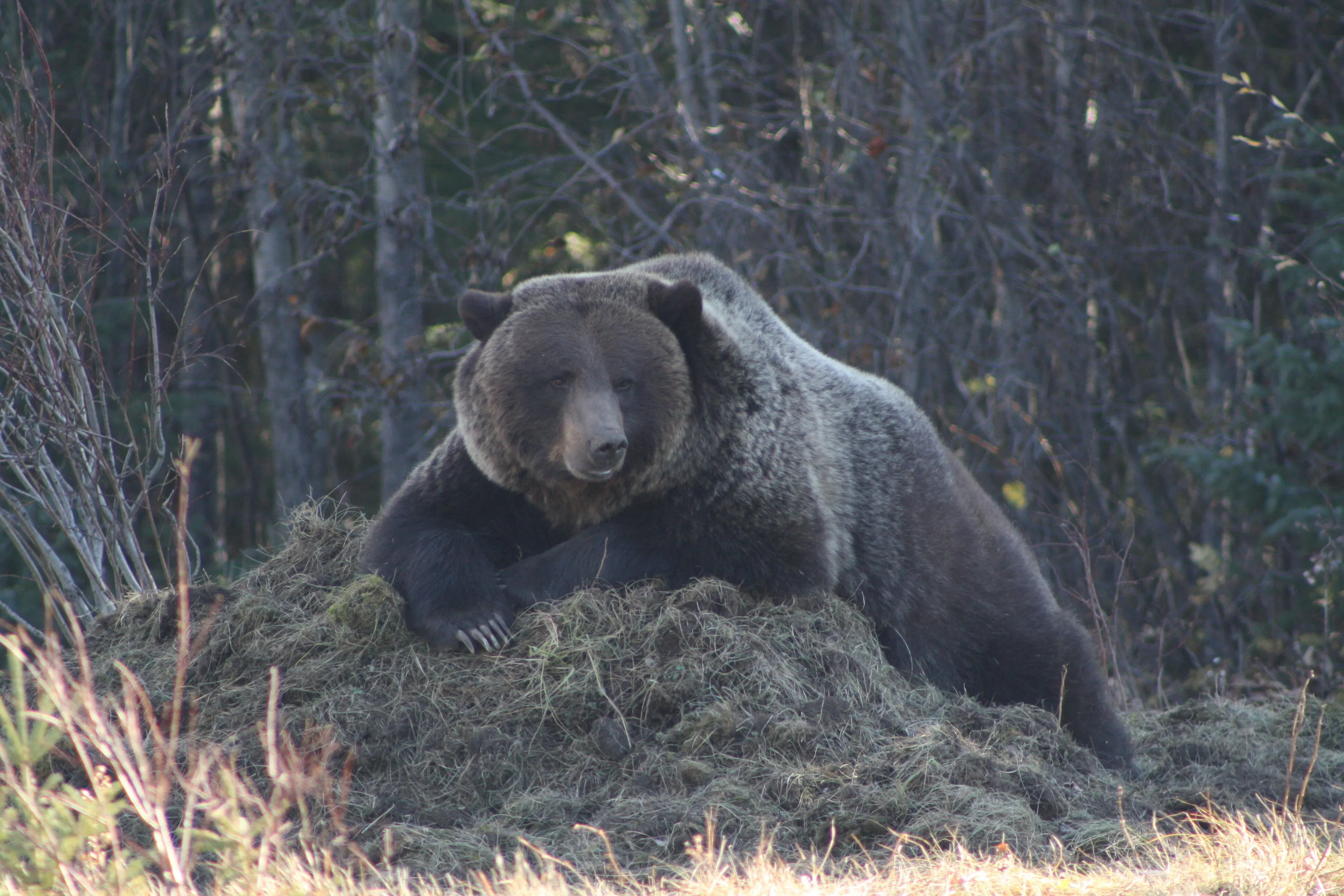 Protecting his kill