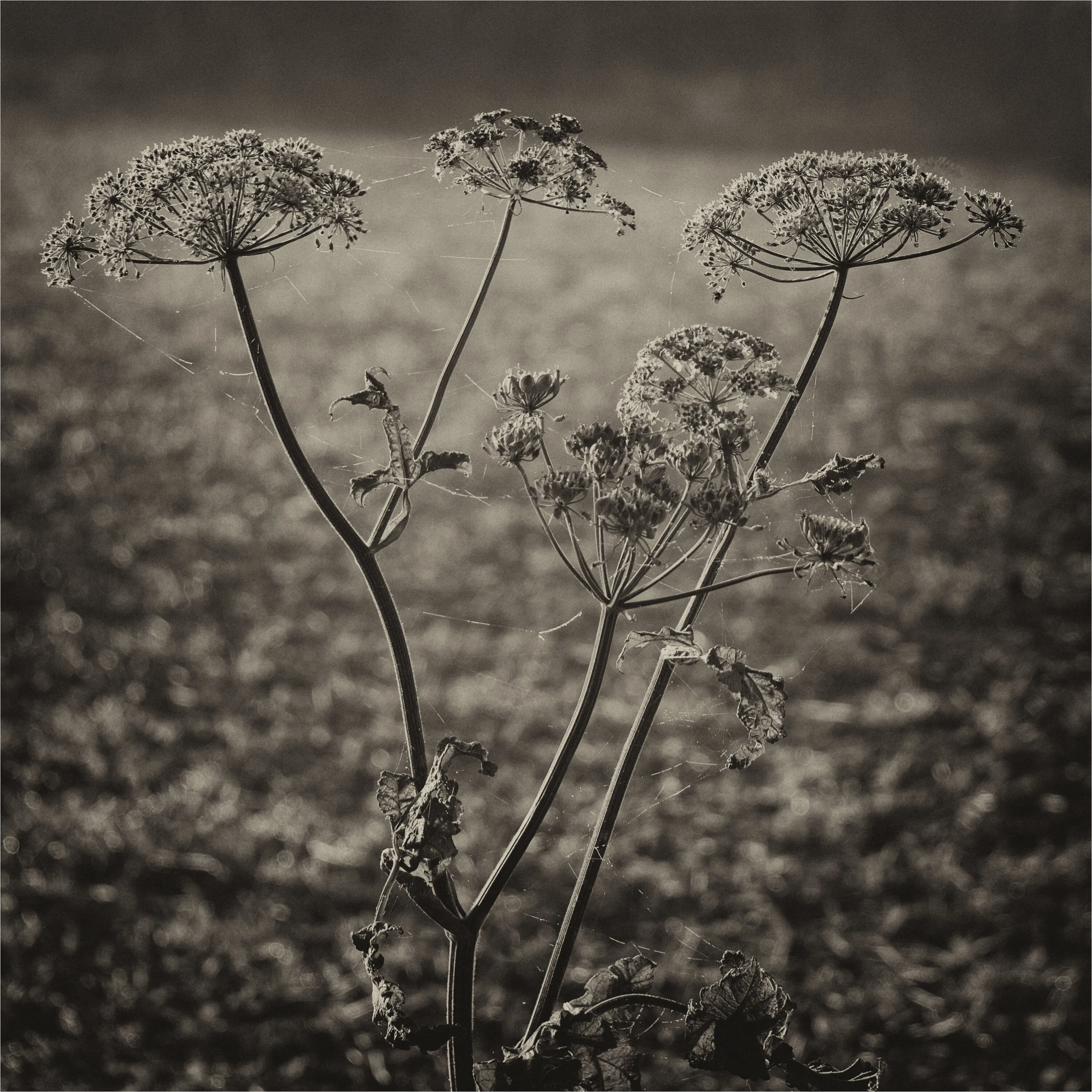 Winter Stems