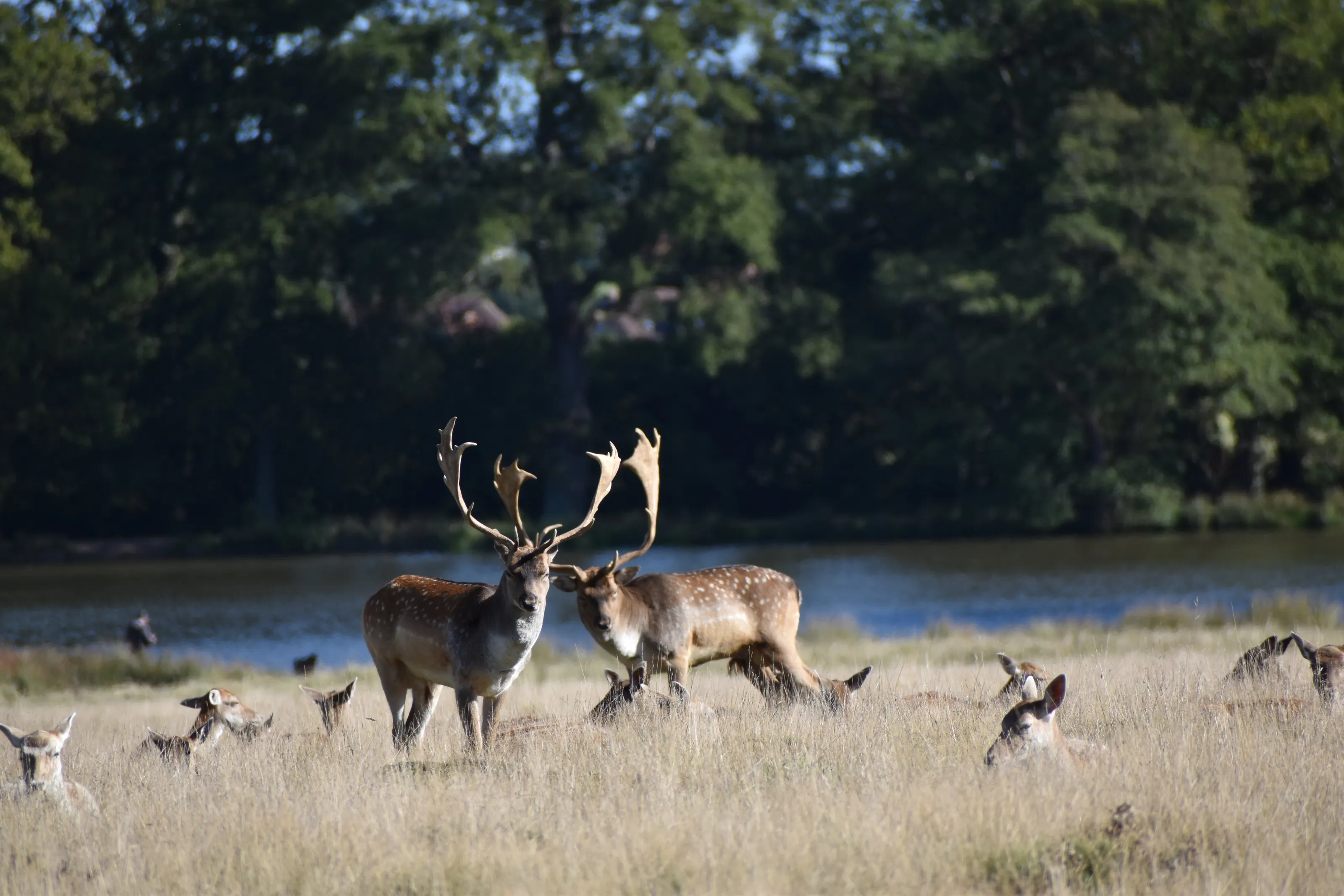 Oh deer