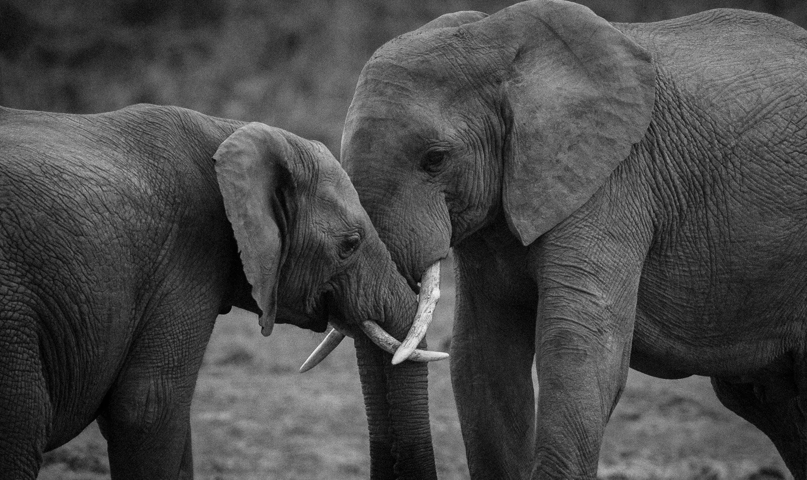 Truce