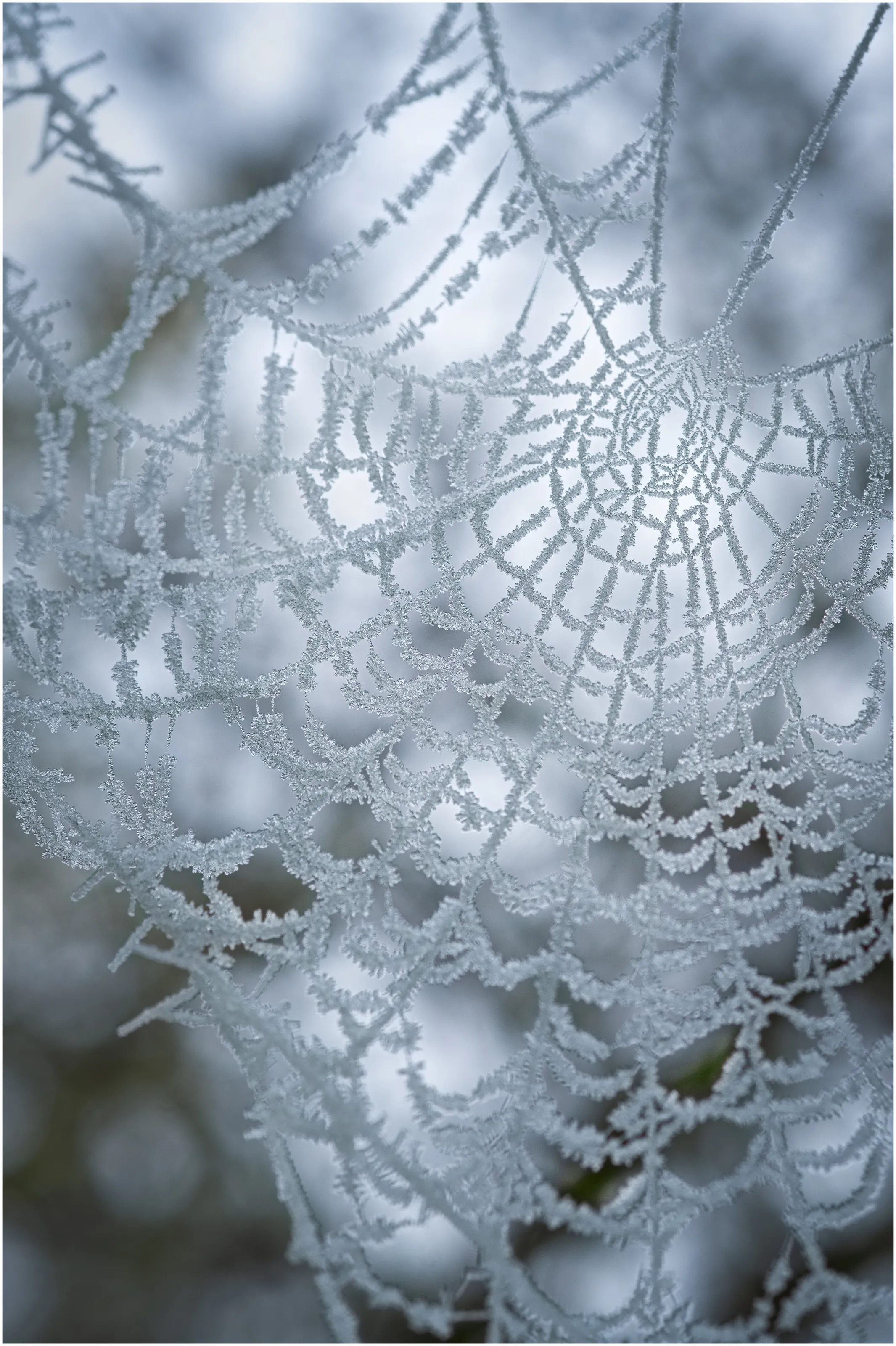 Crystal Web