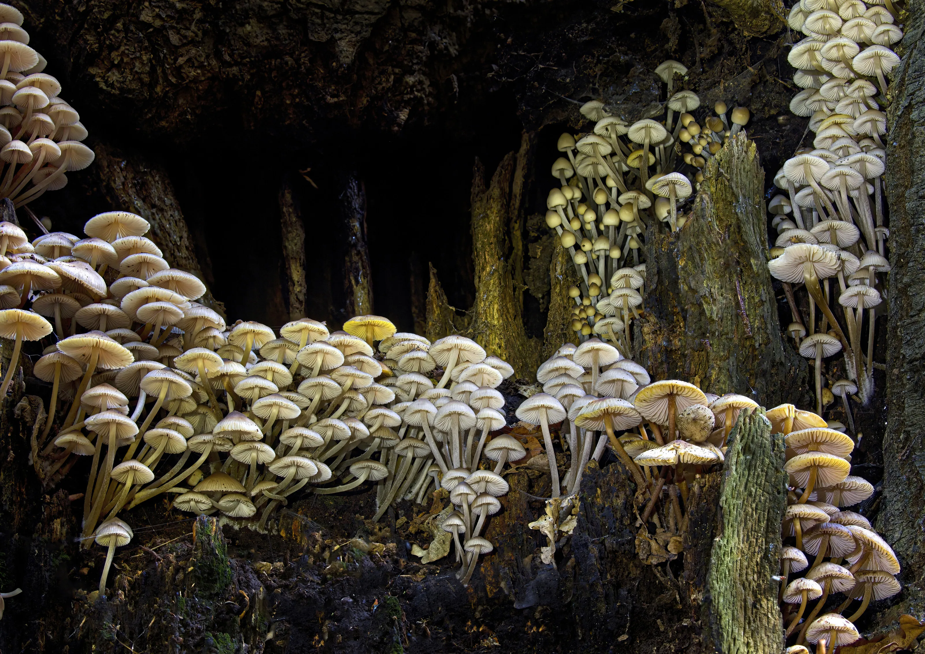 Mushroom Cathedral