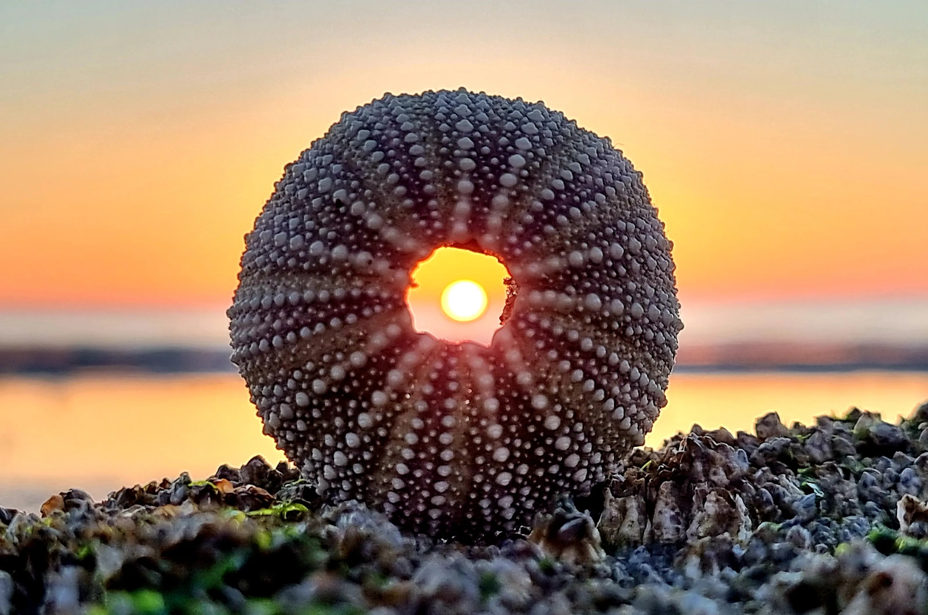 Oyster sunset