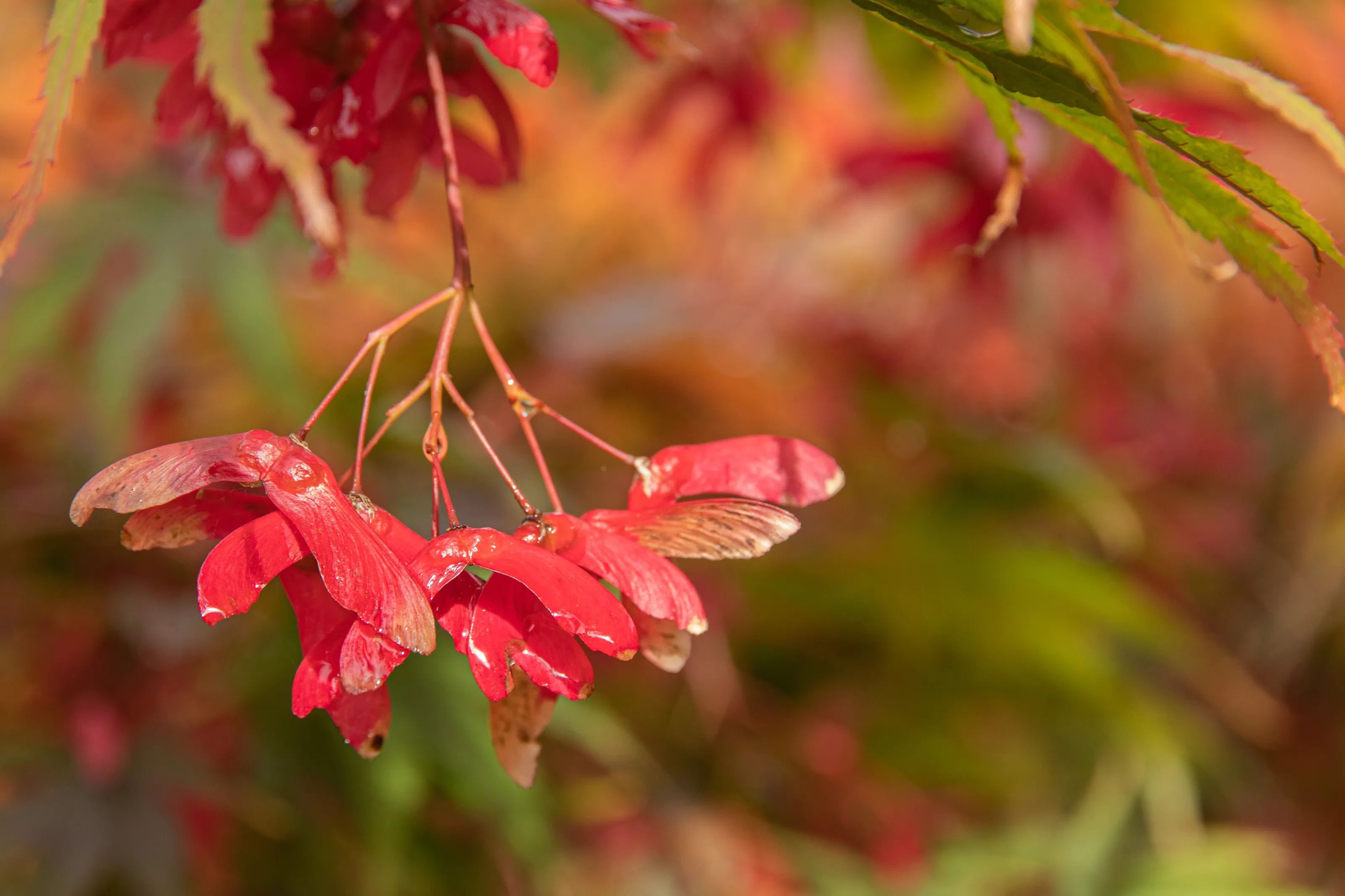 autumn