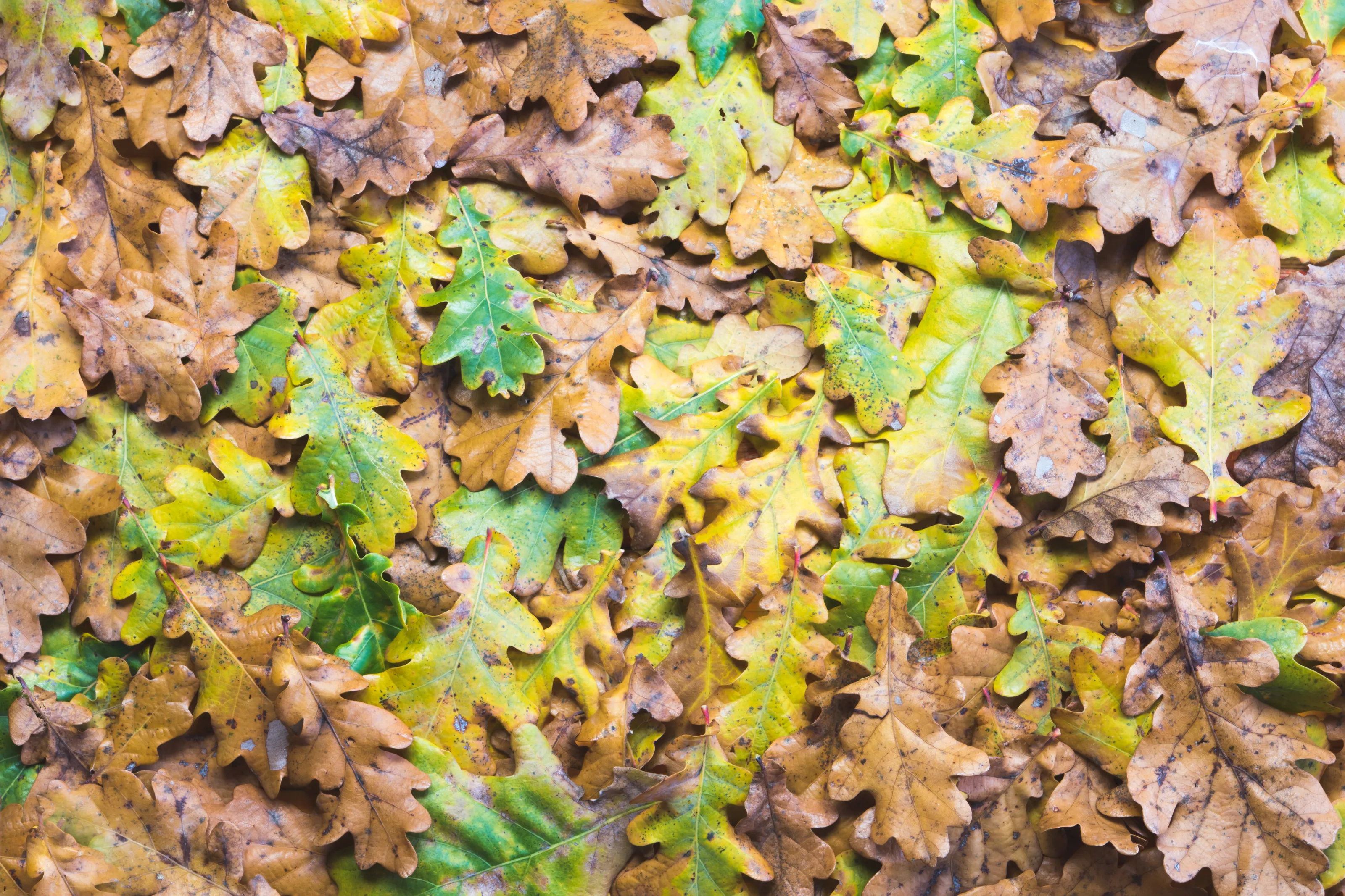 Oak leaves in fall colors