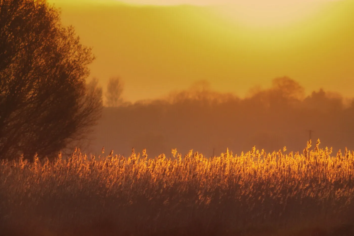 Golden Reeds at Sunset