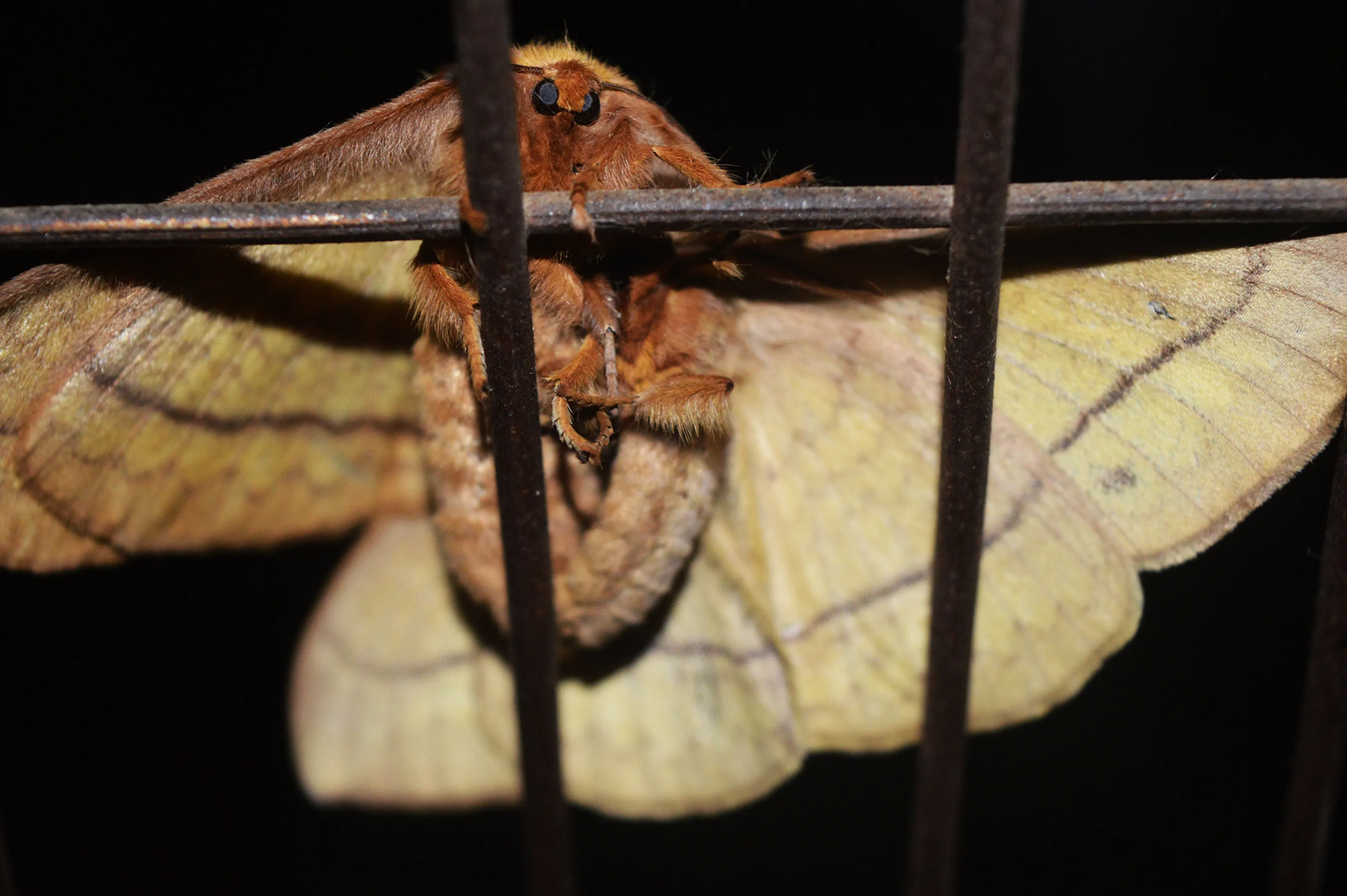 MATING COUPLE