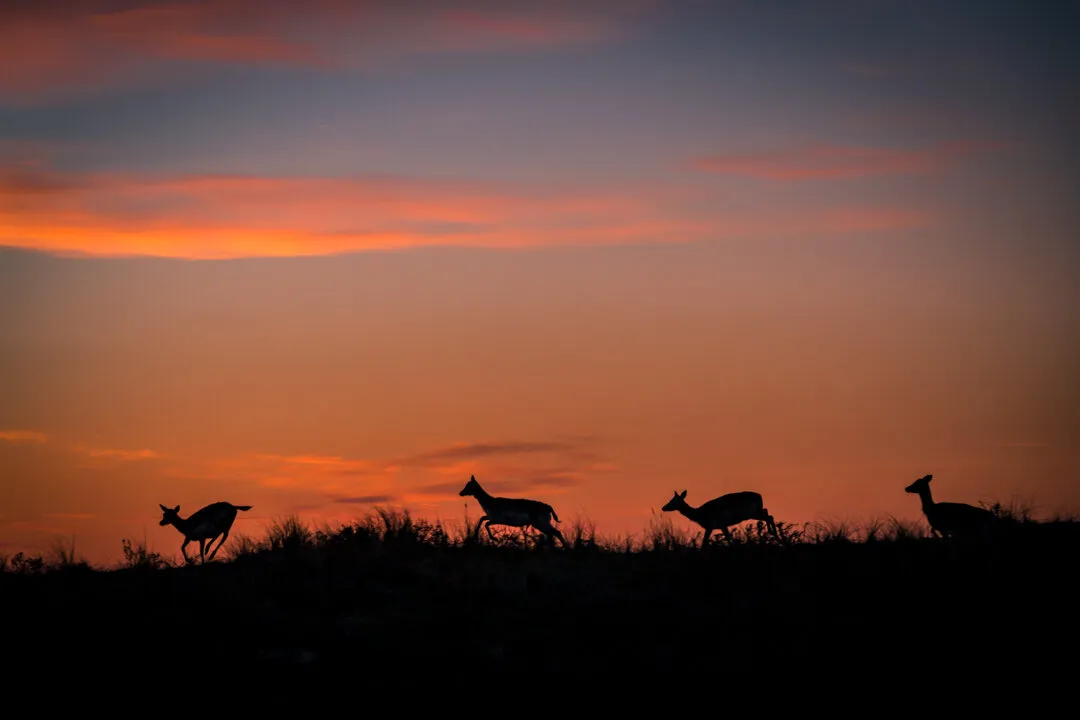 Deer in the Dunes