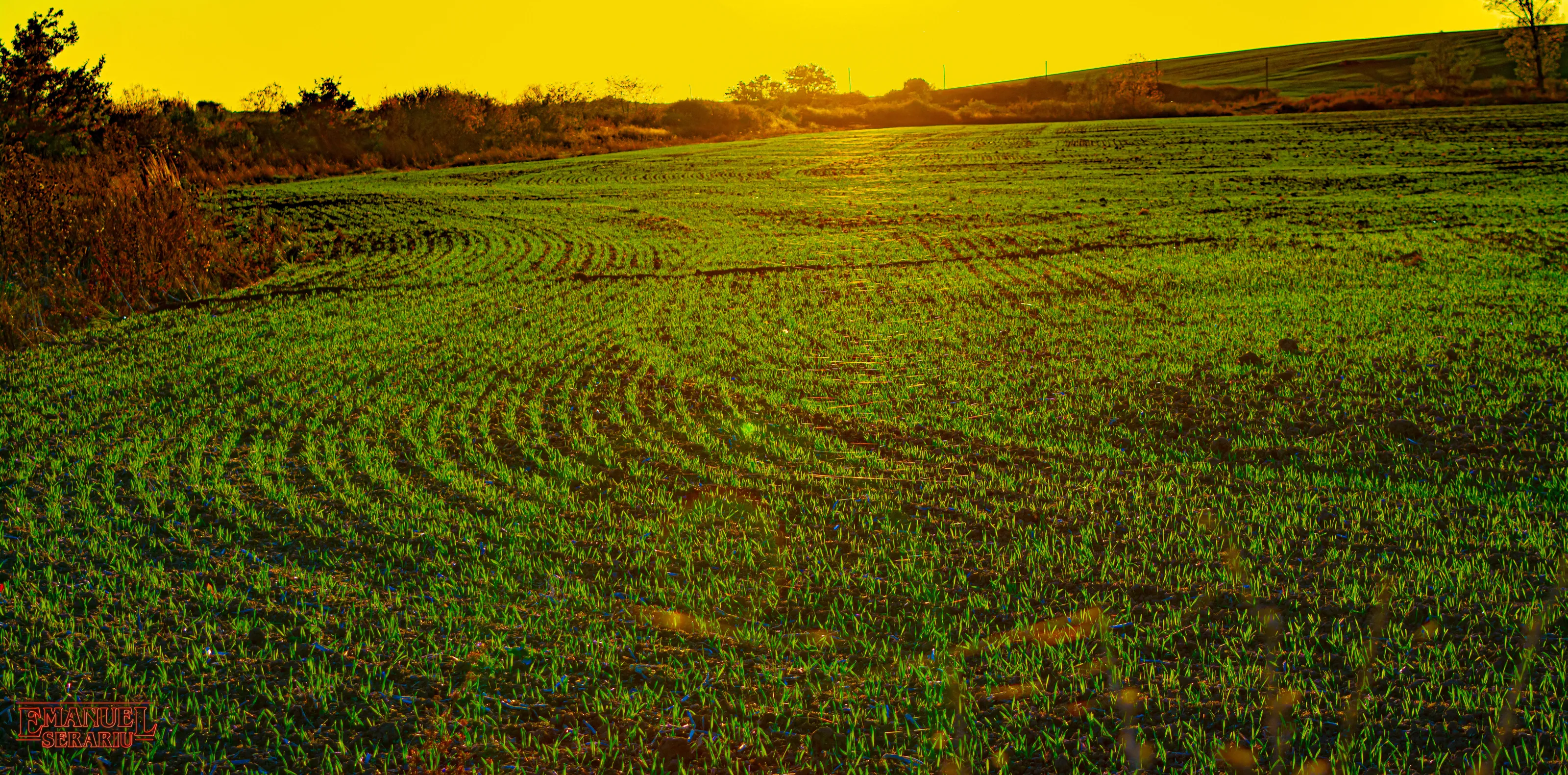 Greeny Sunset