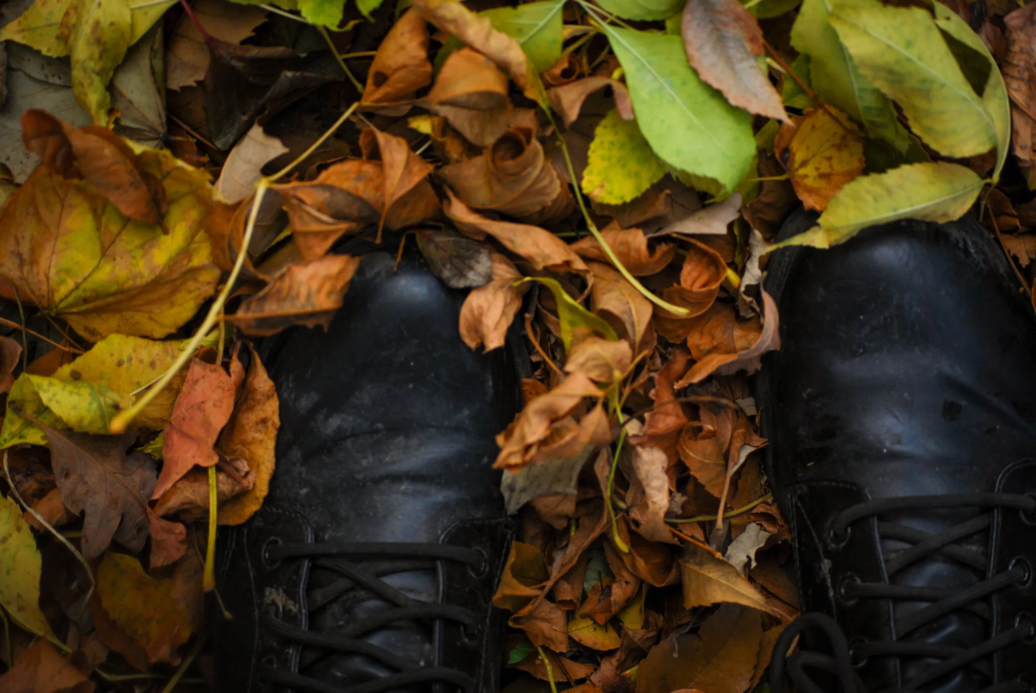Walk in the leaves