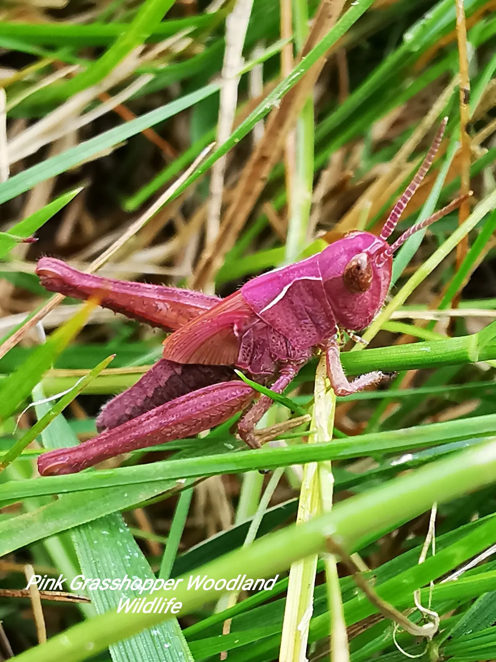 Rare pink grasshopper
