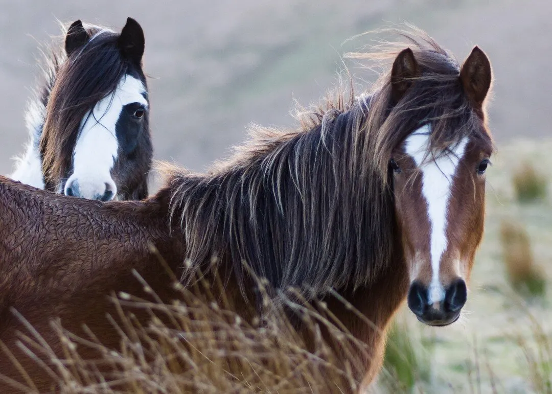 Mountain Ponies
