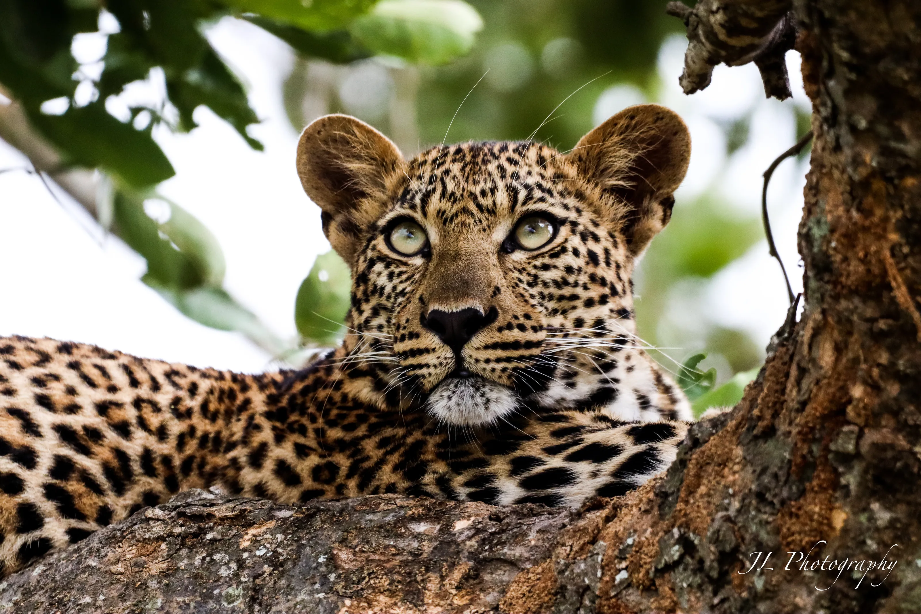 Leopard