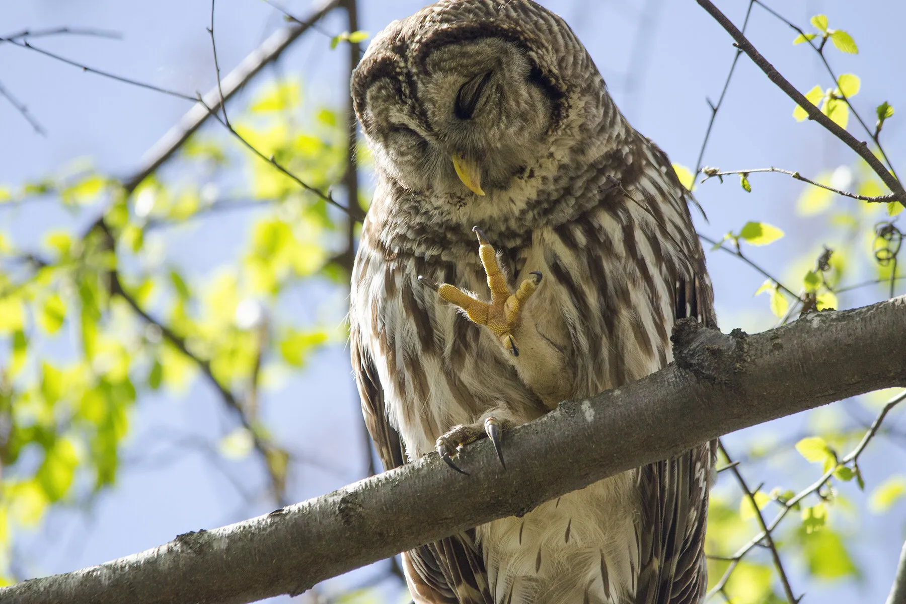 Barred Owl