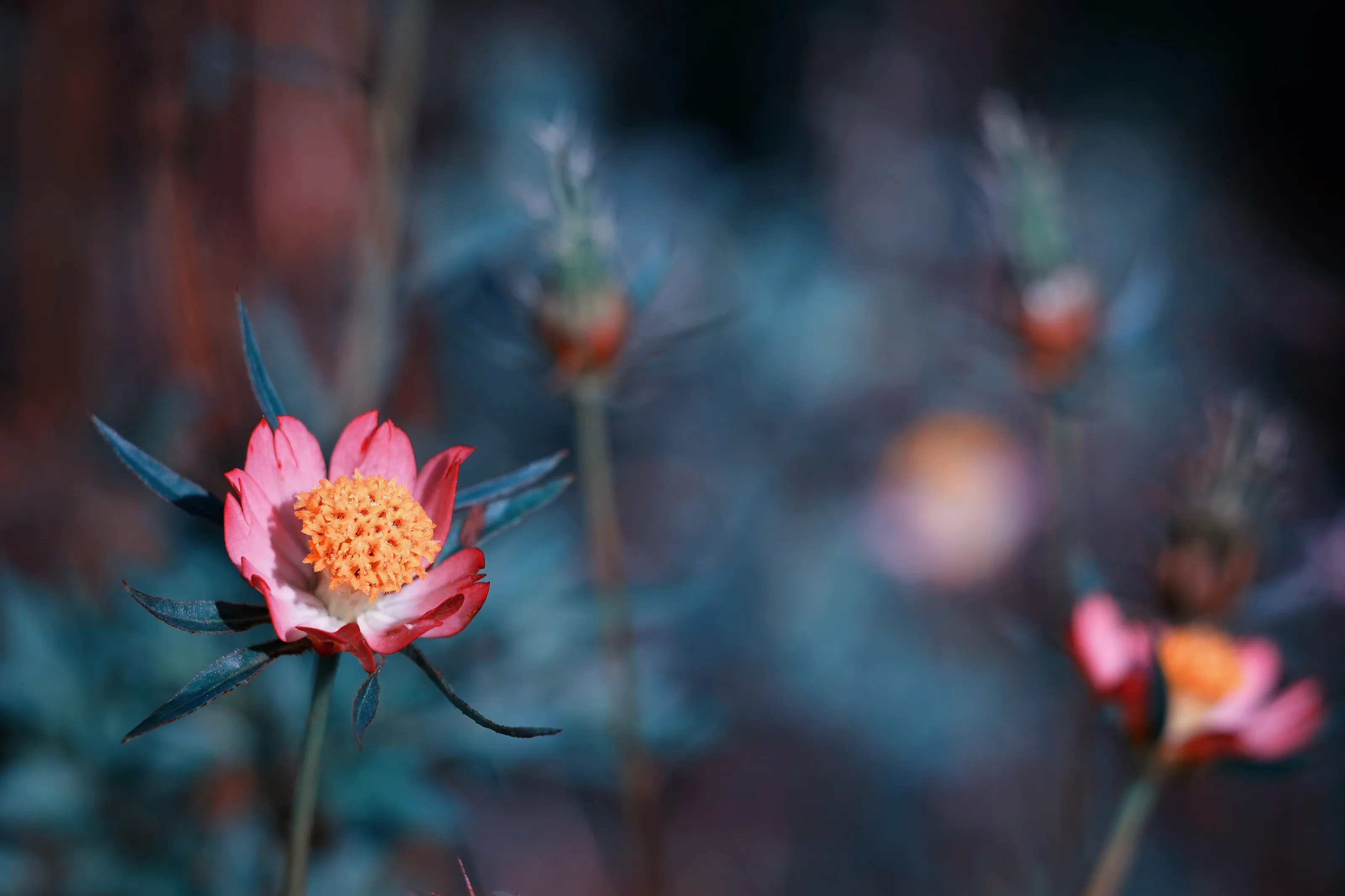 last flower