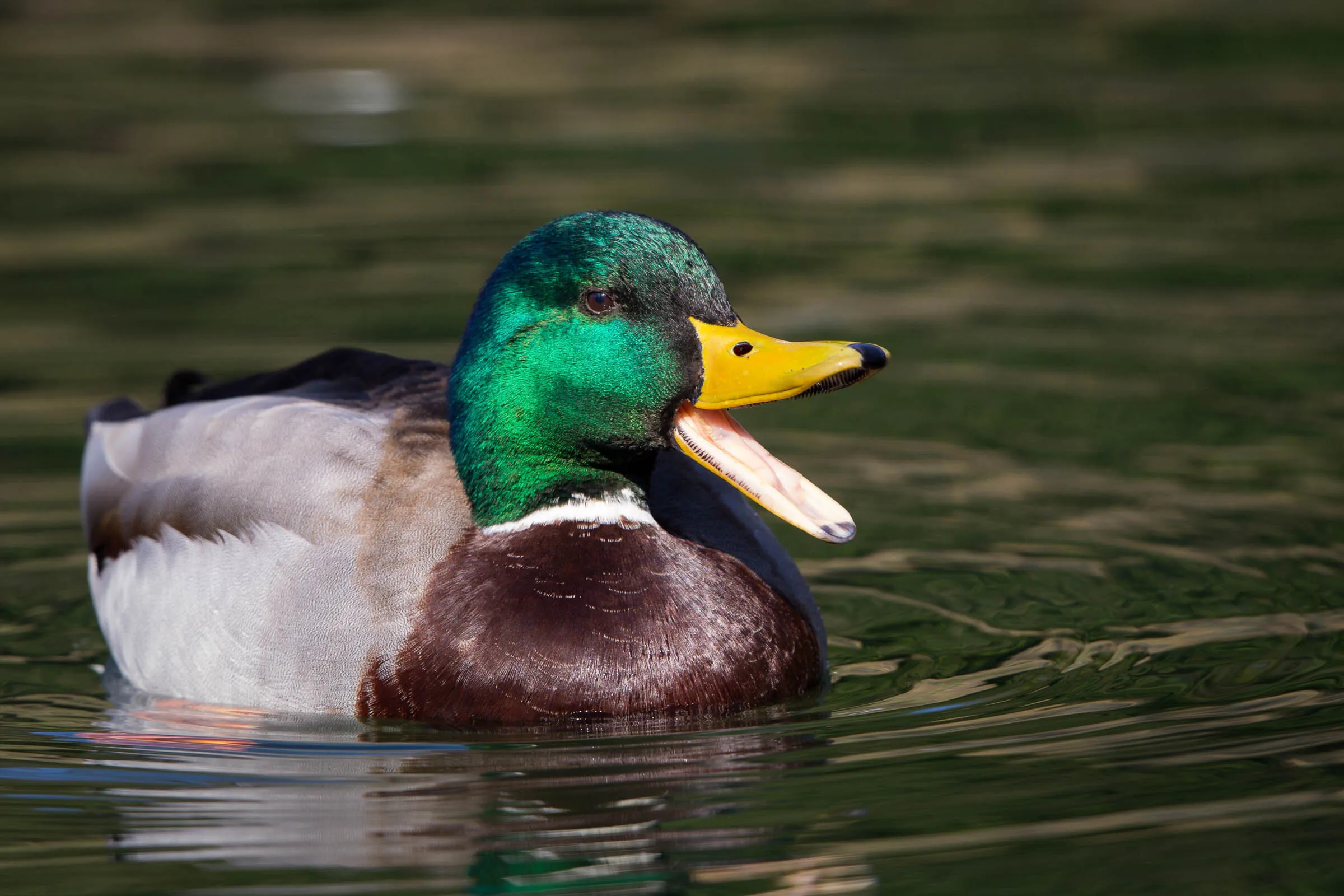 Mallard quacking