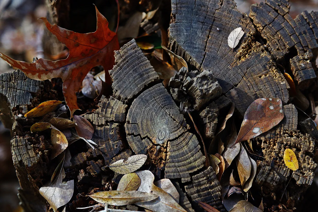 Entry 10956725