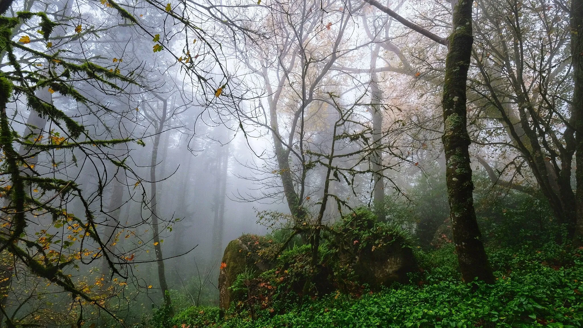 Foggy day