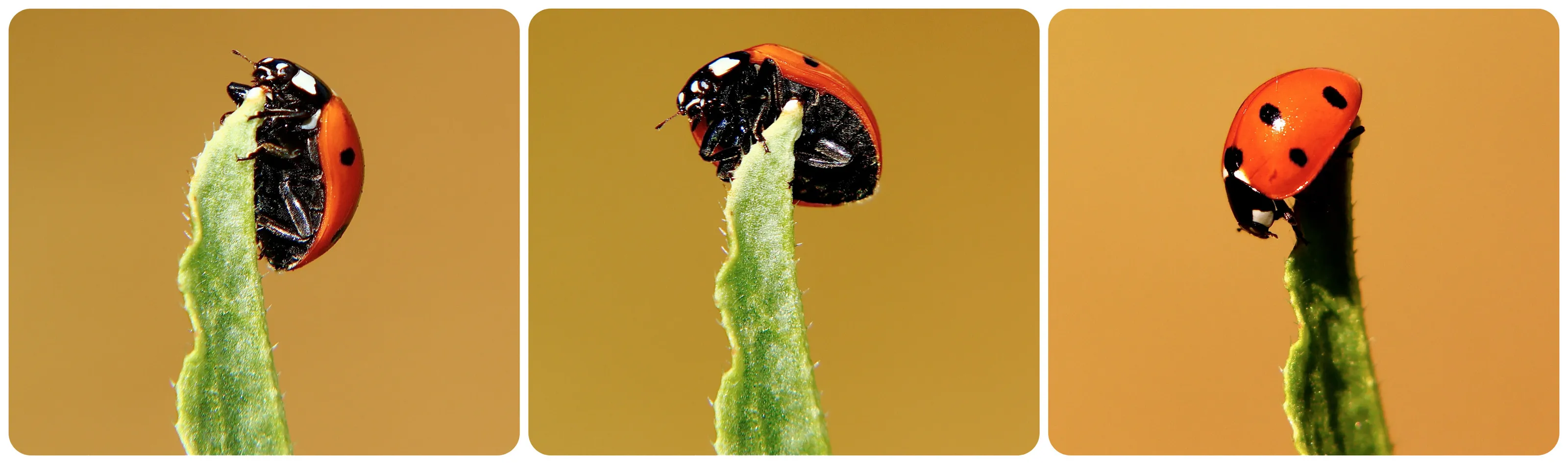 Ladybug in Triptych