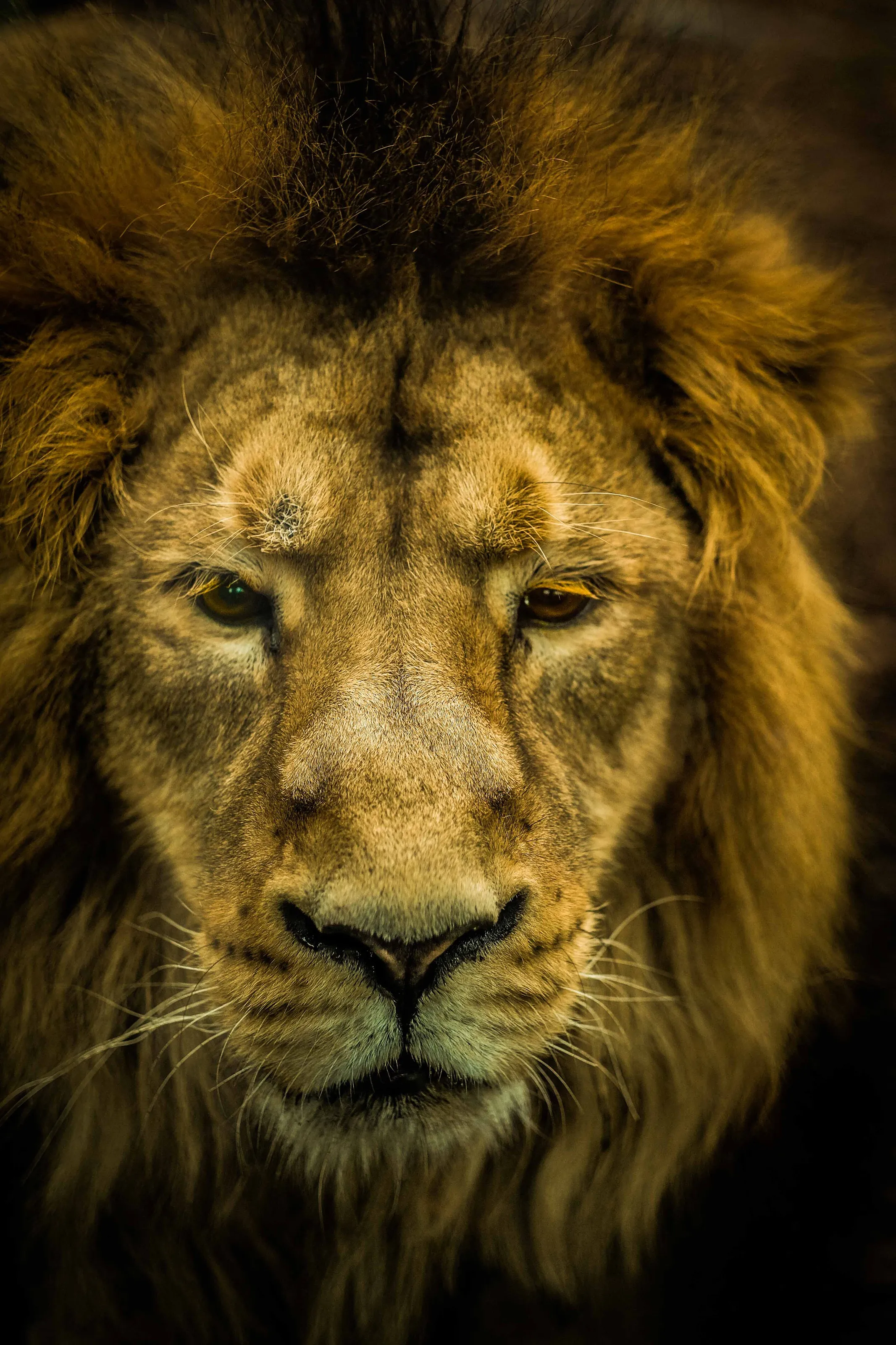 king of all lions