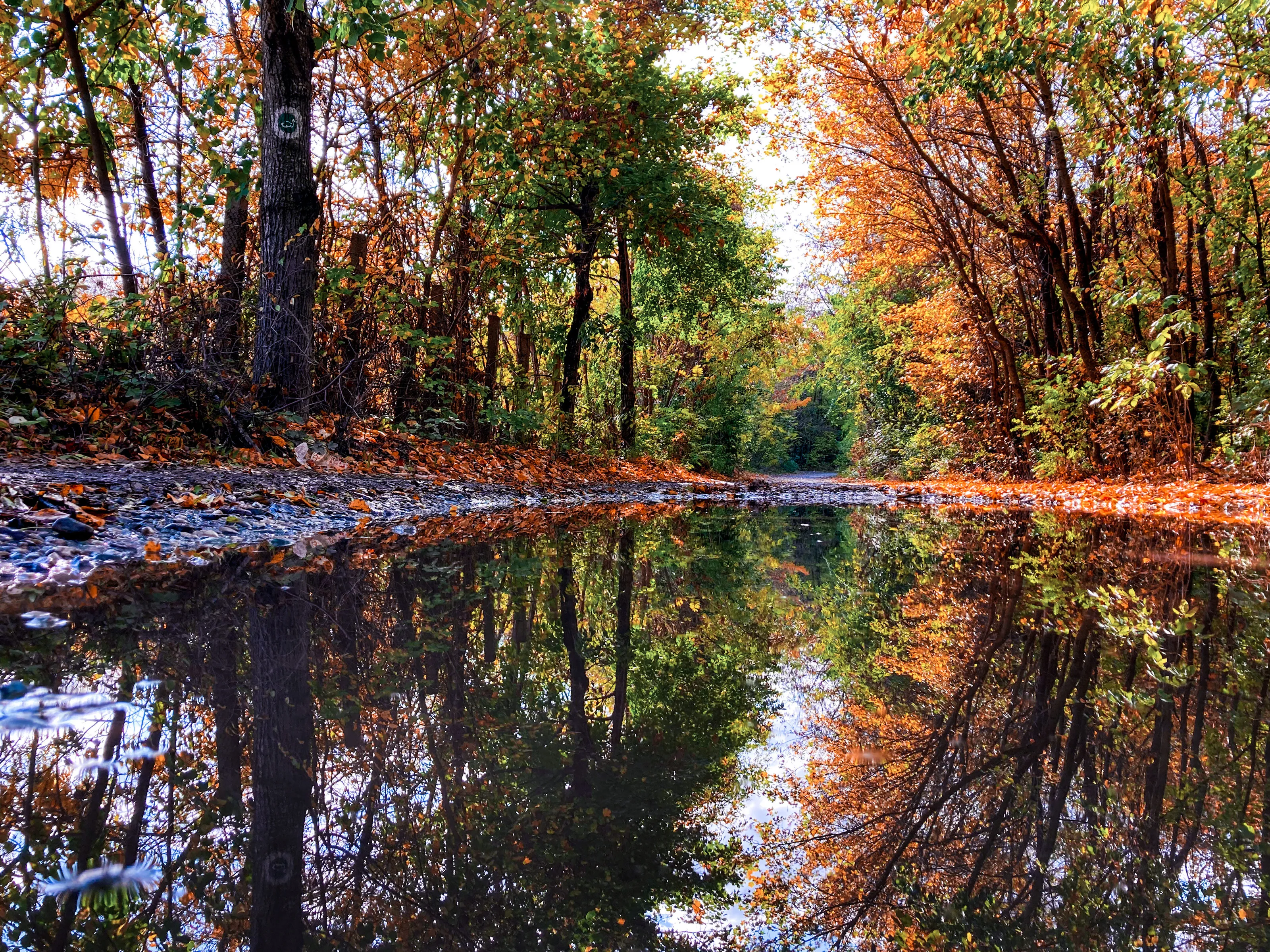 Autumn reflection