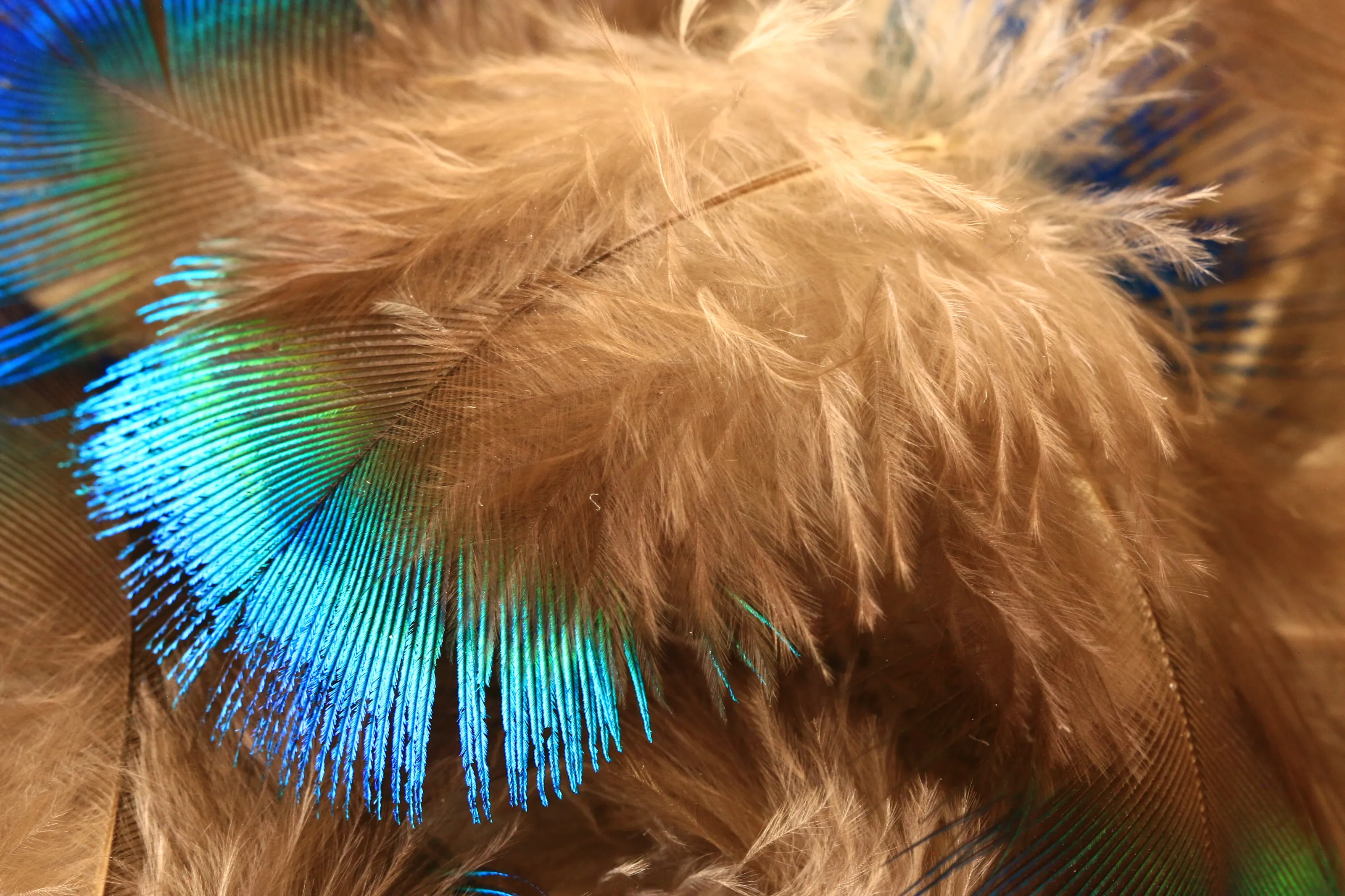 Feather