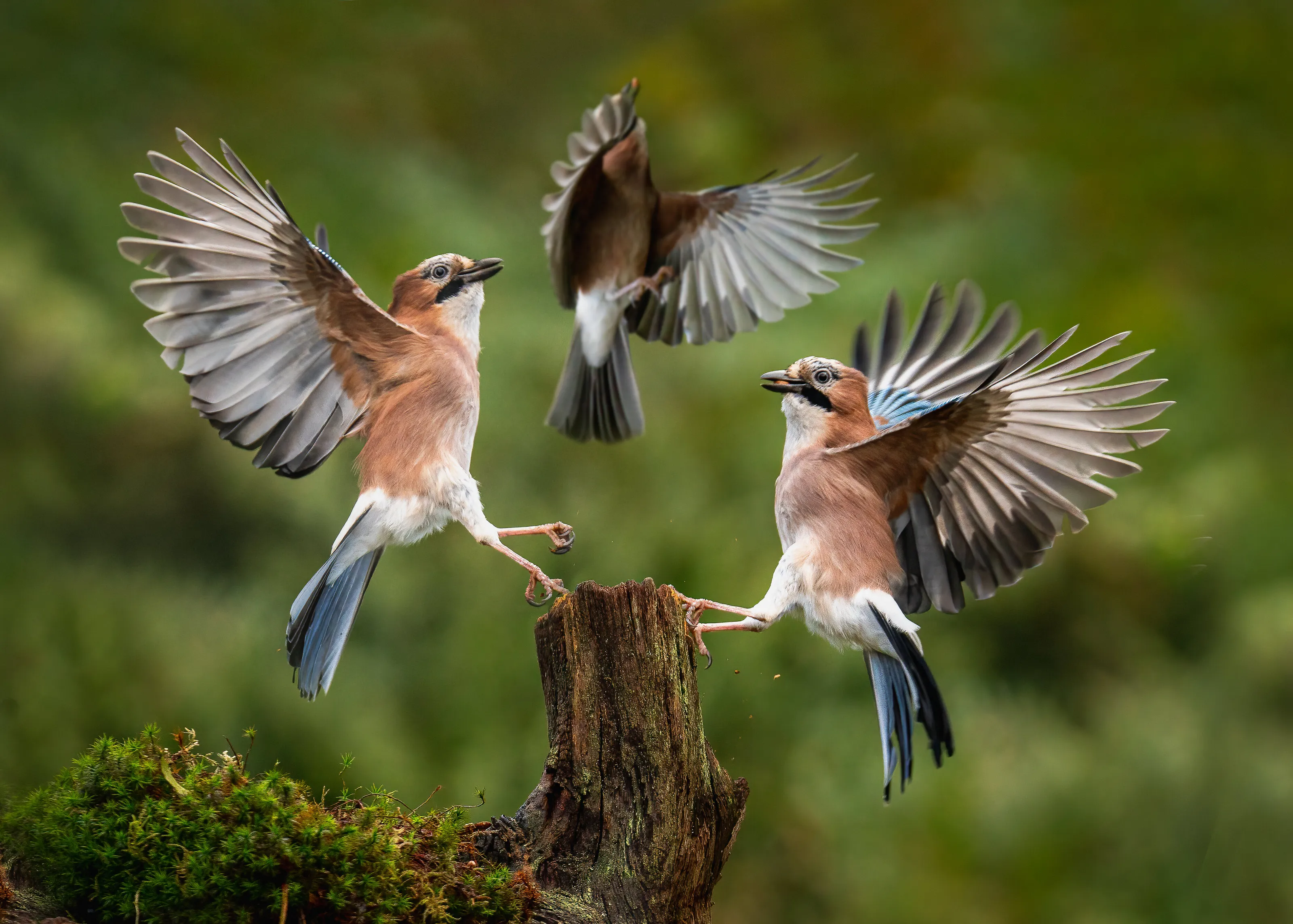 Squabbling Jays