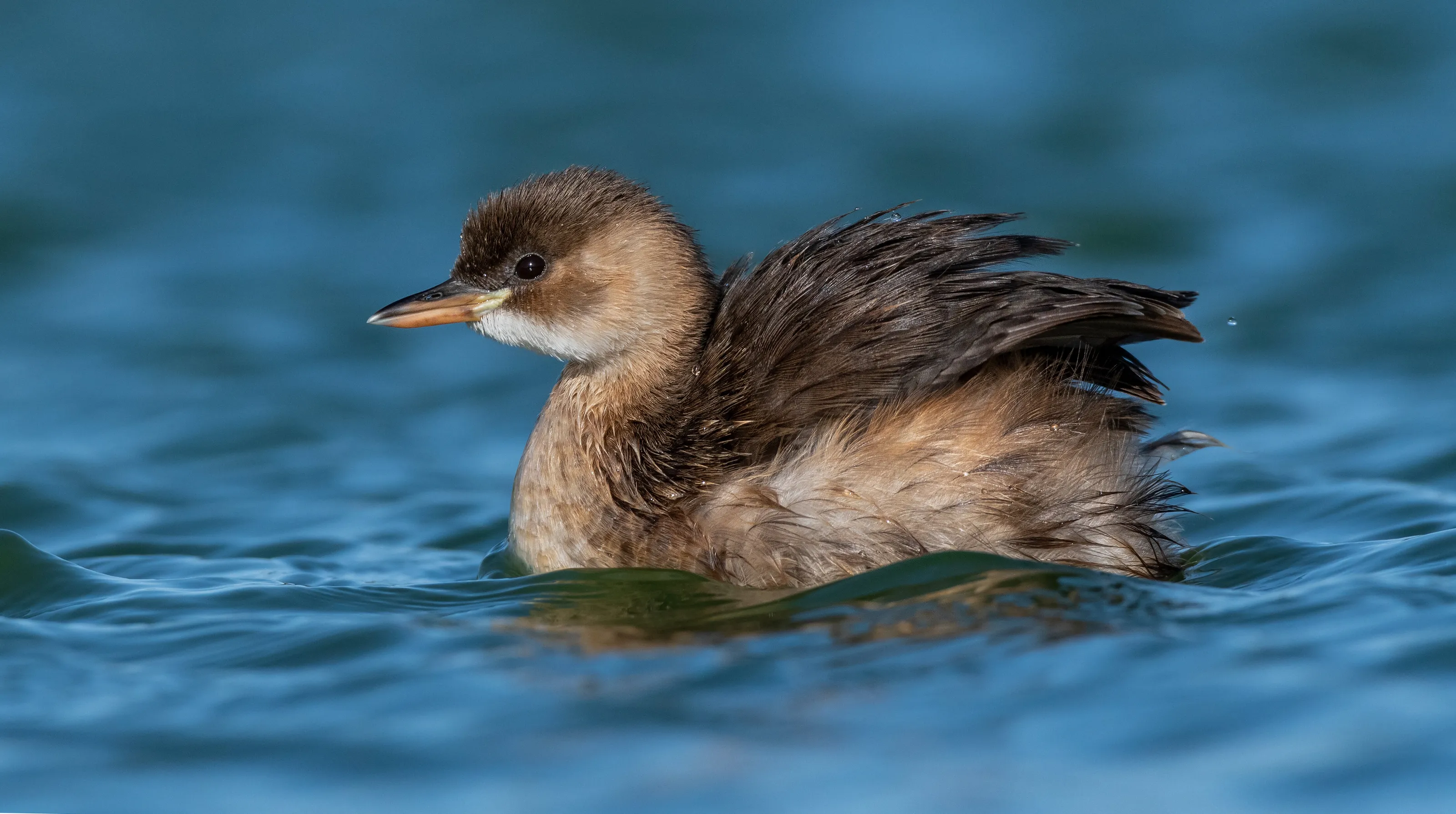 Bird in the Environment