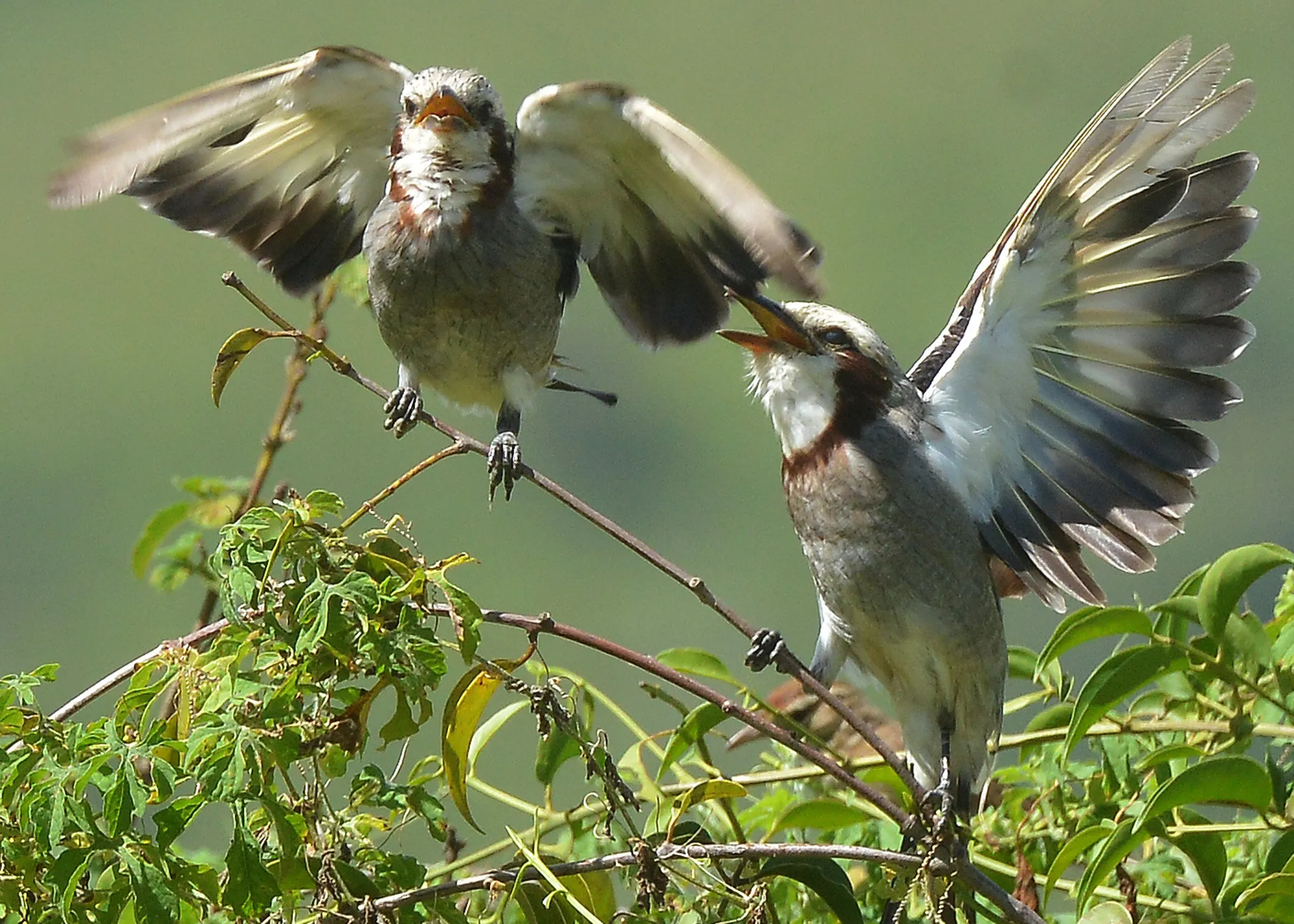 Mating display