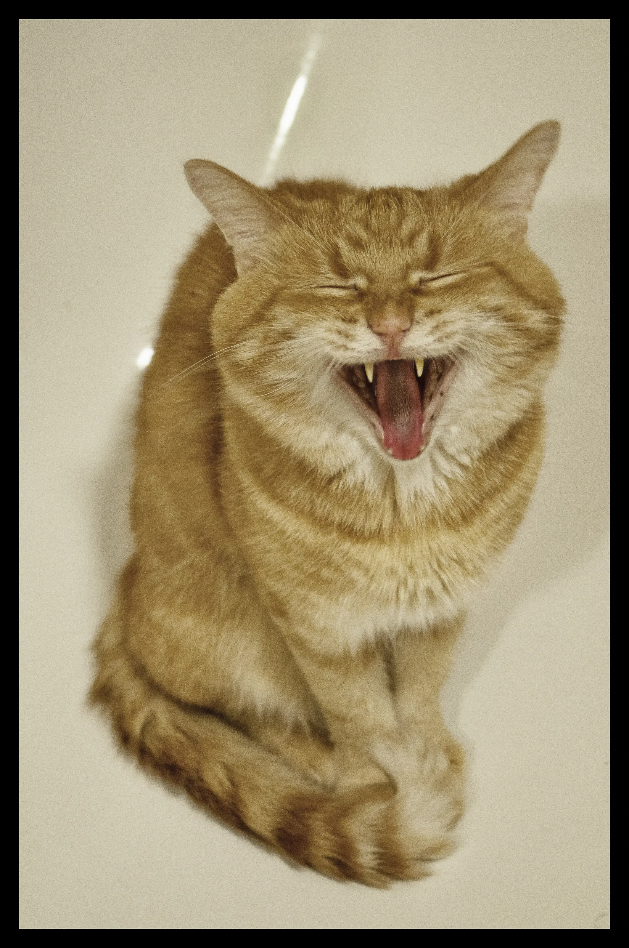 cat