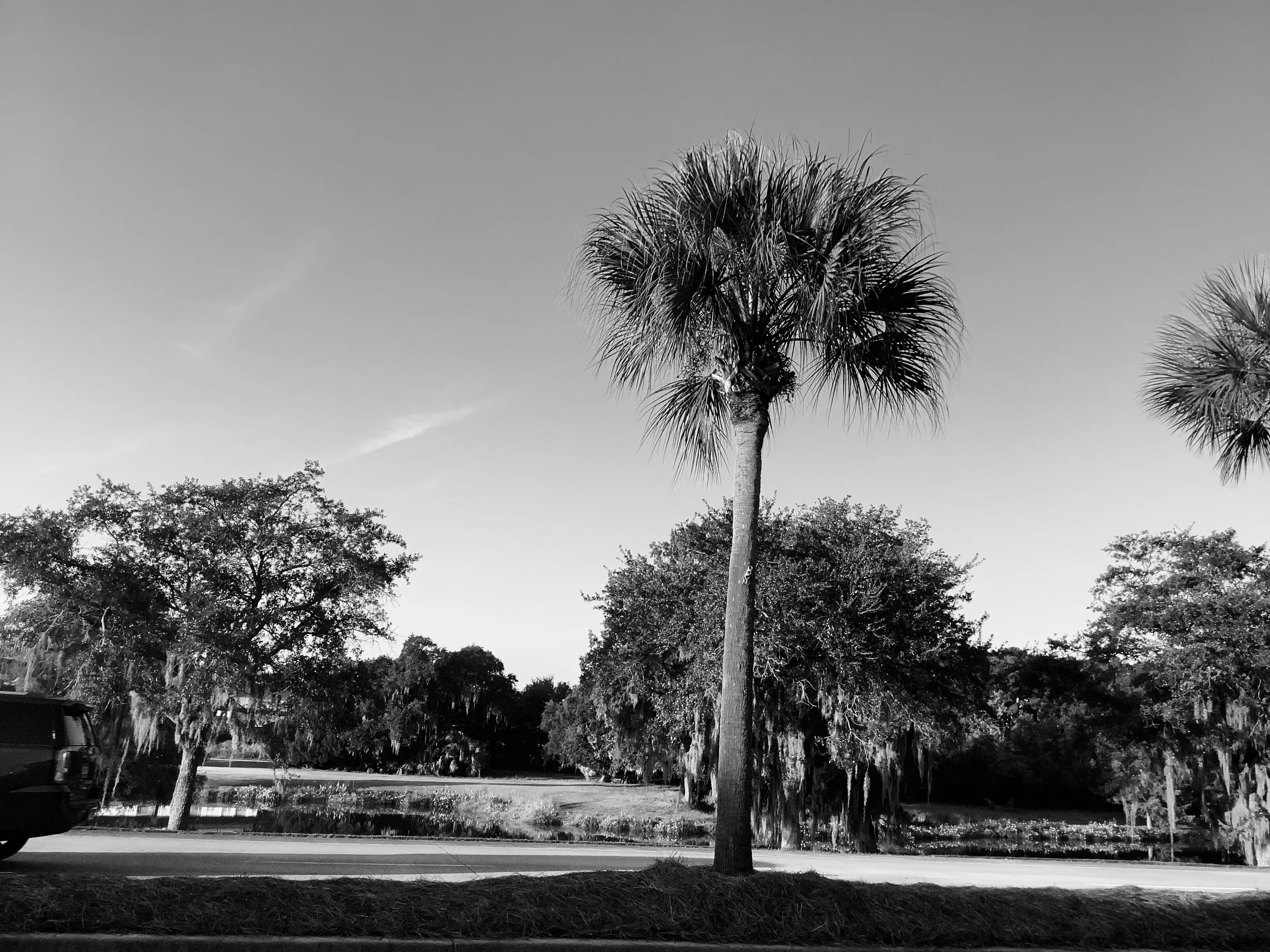 South Carolina Palms