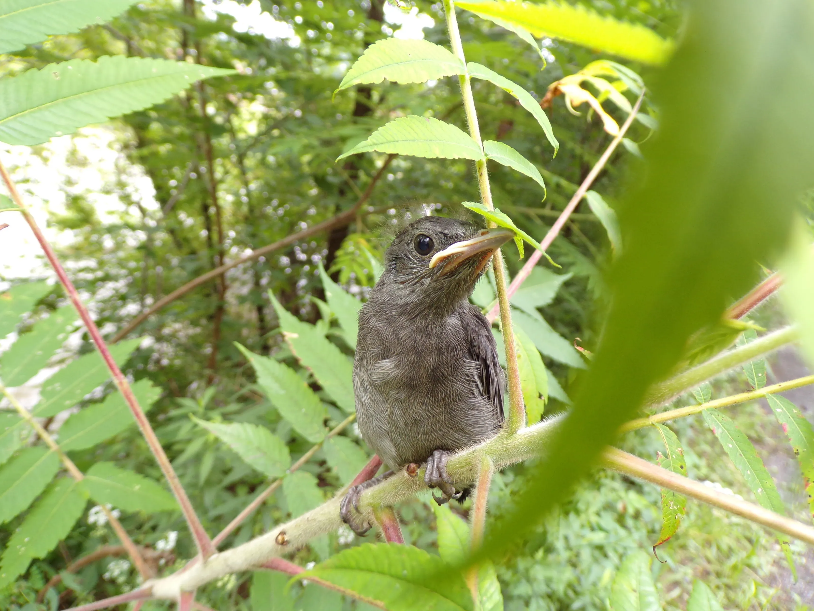 Baby Bird