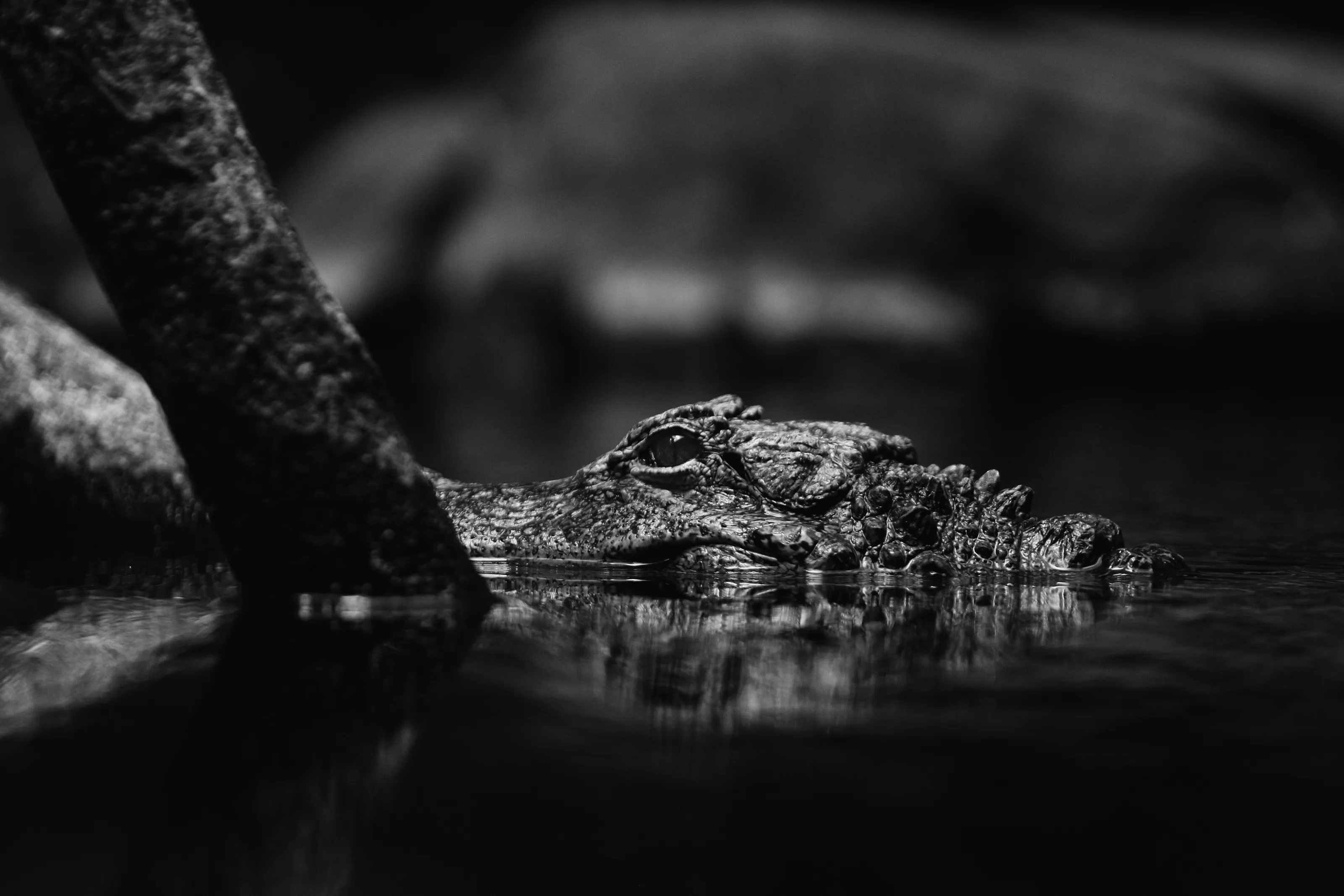 crocodile