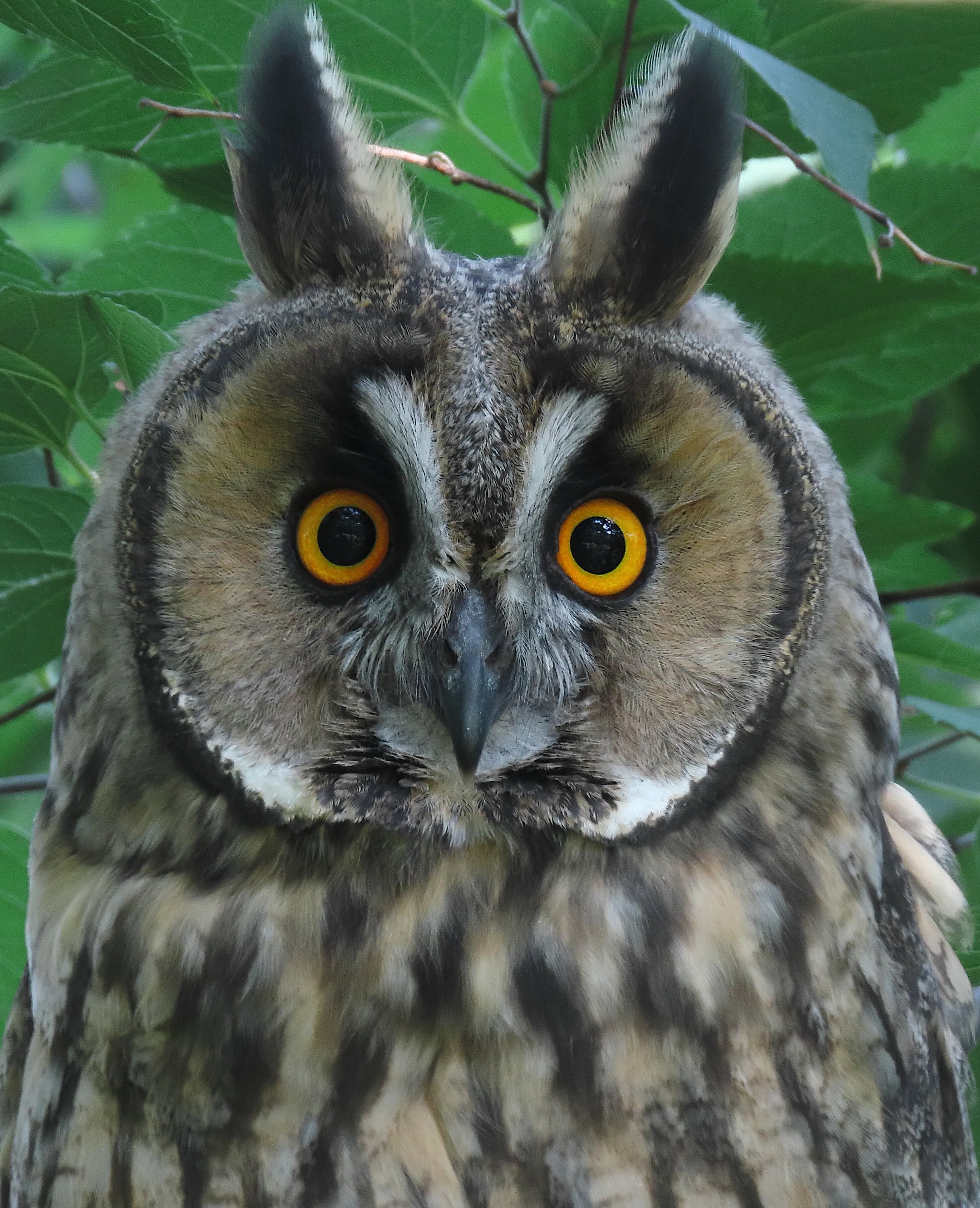 Look me in the eyes!