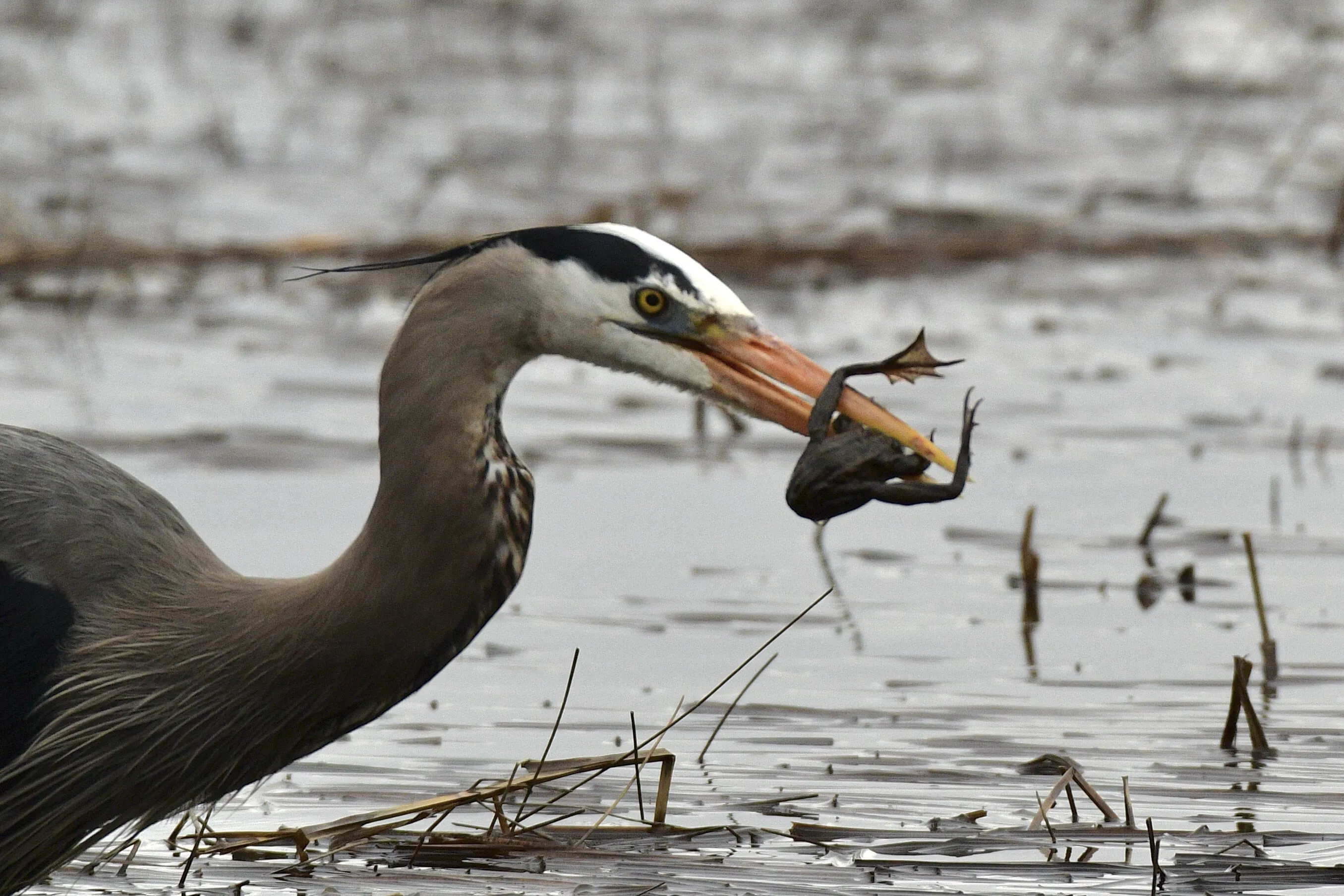 Great Blue Heron vs frog