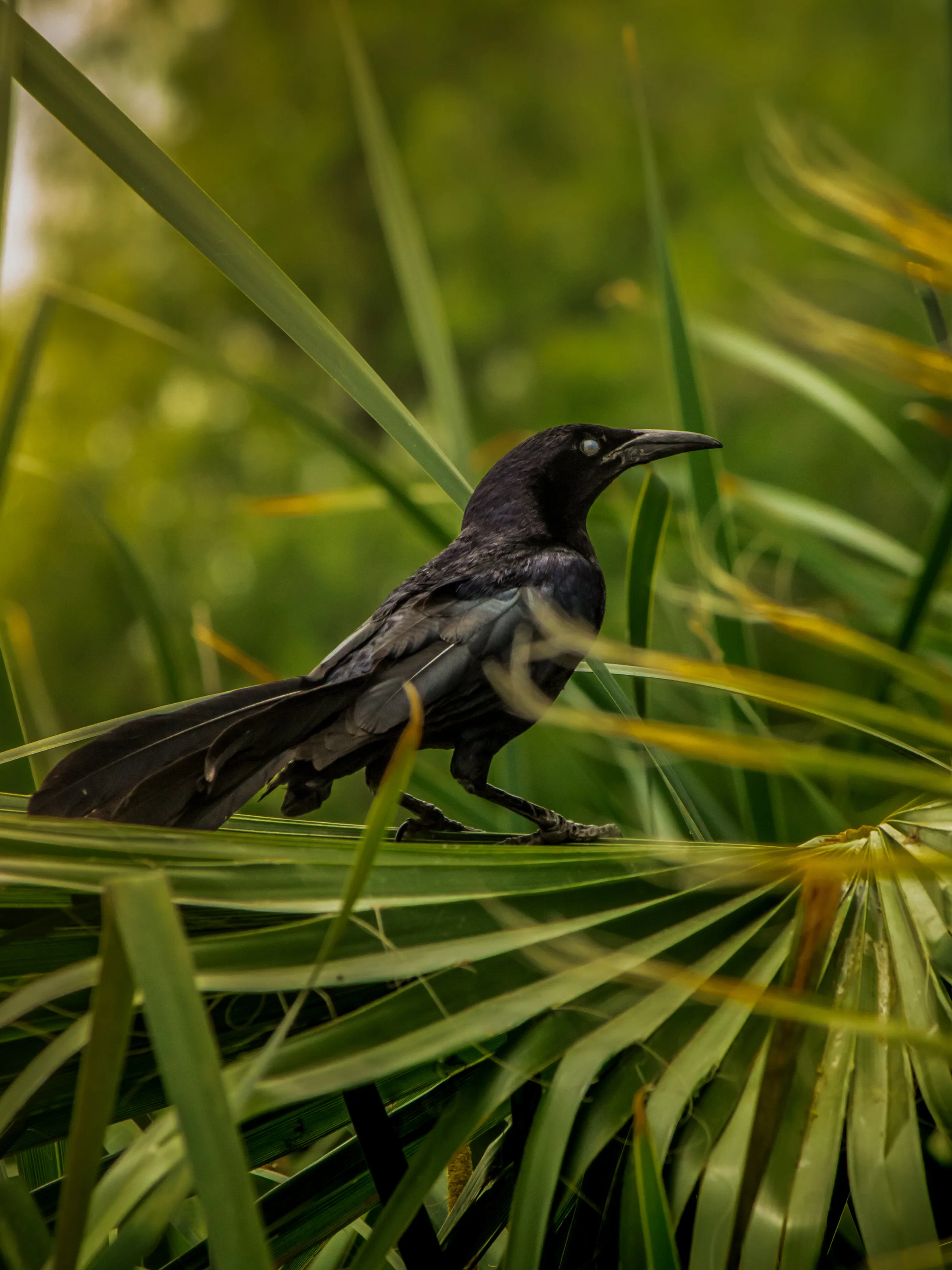 Great-Tailed Grackle