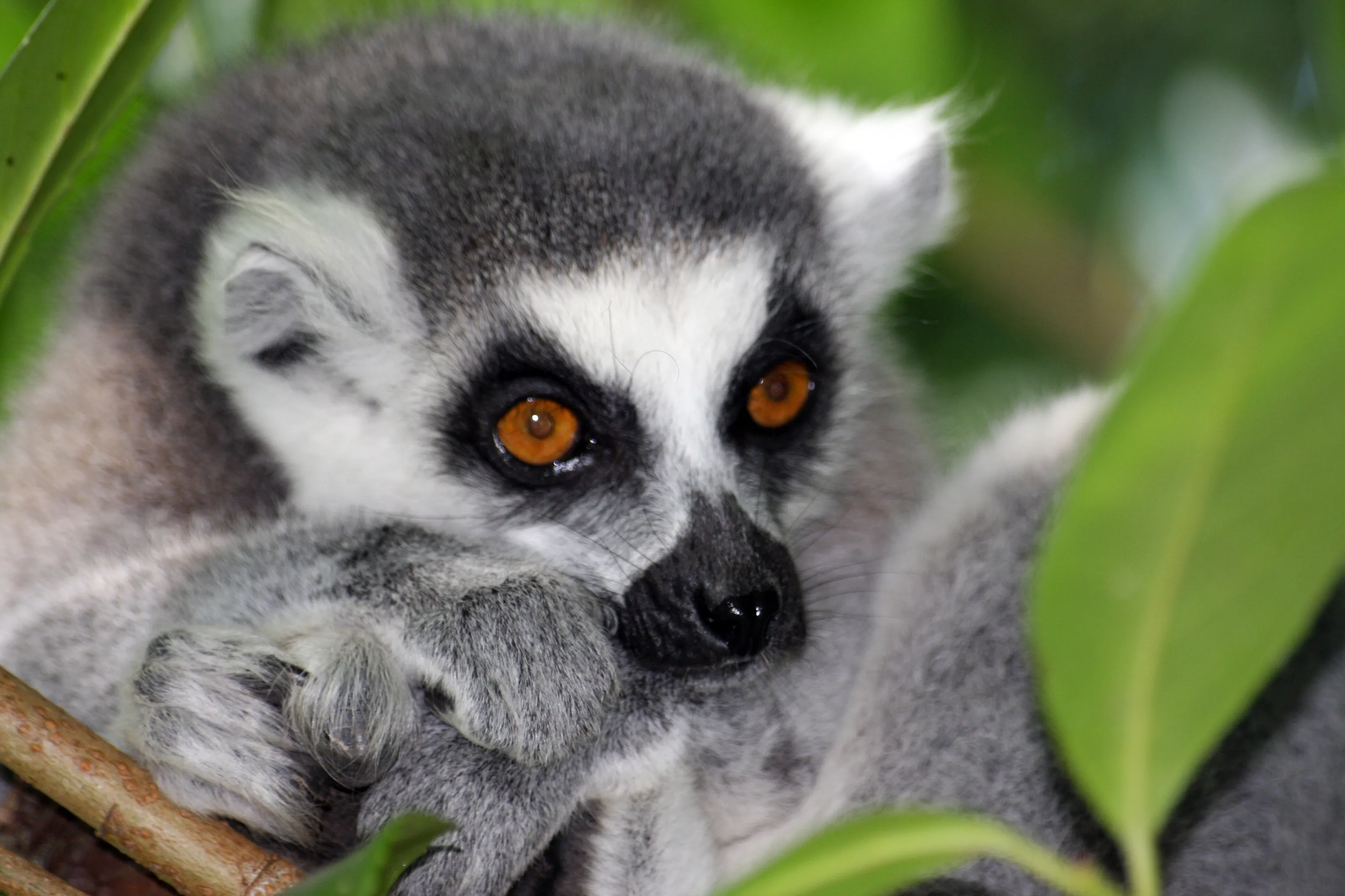 Lemur