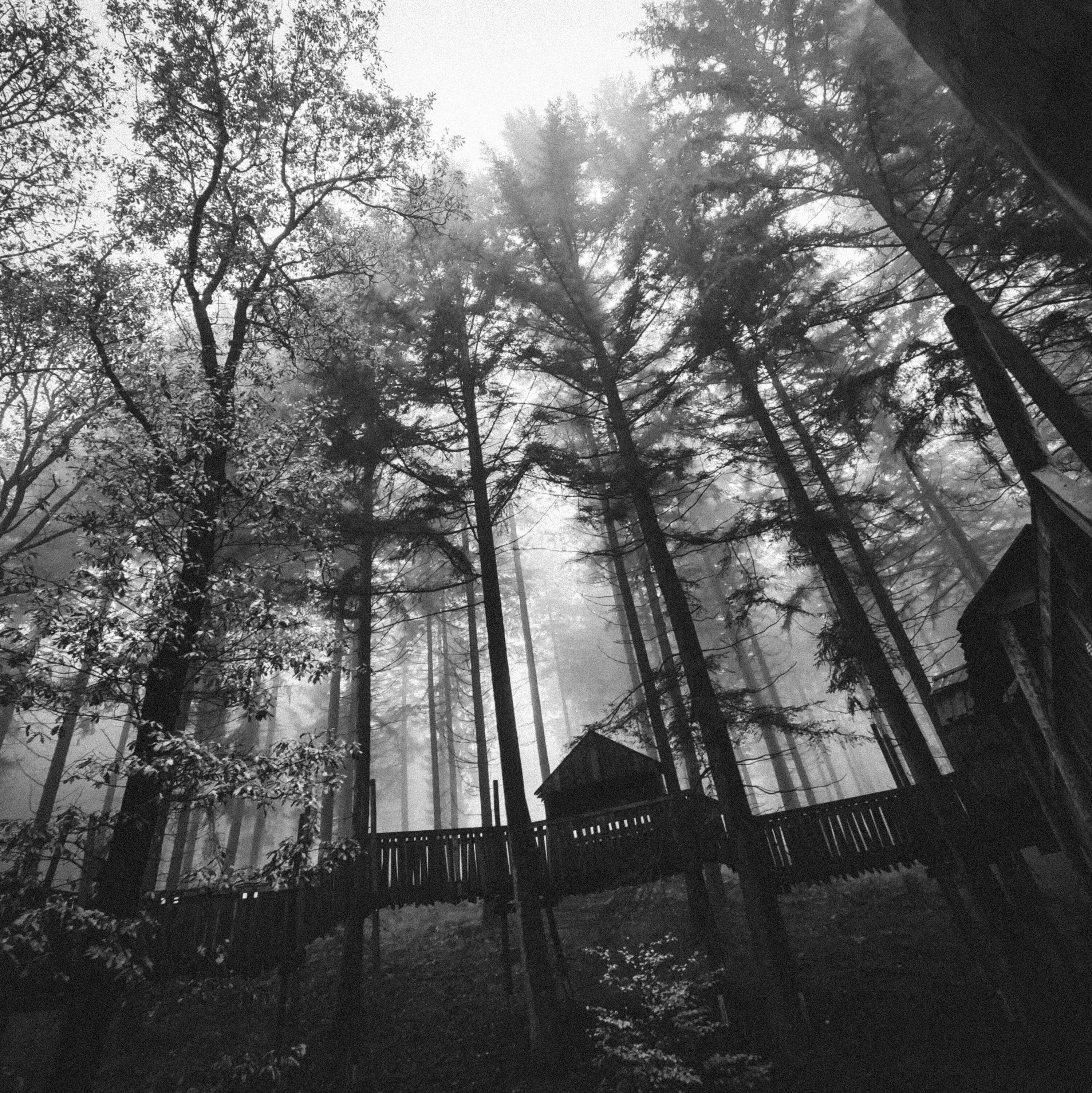 Majestic in the forest