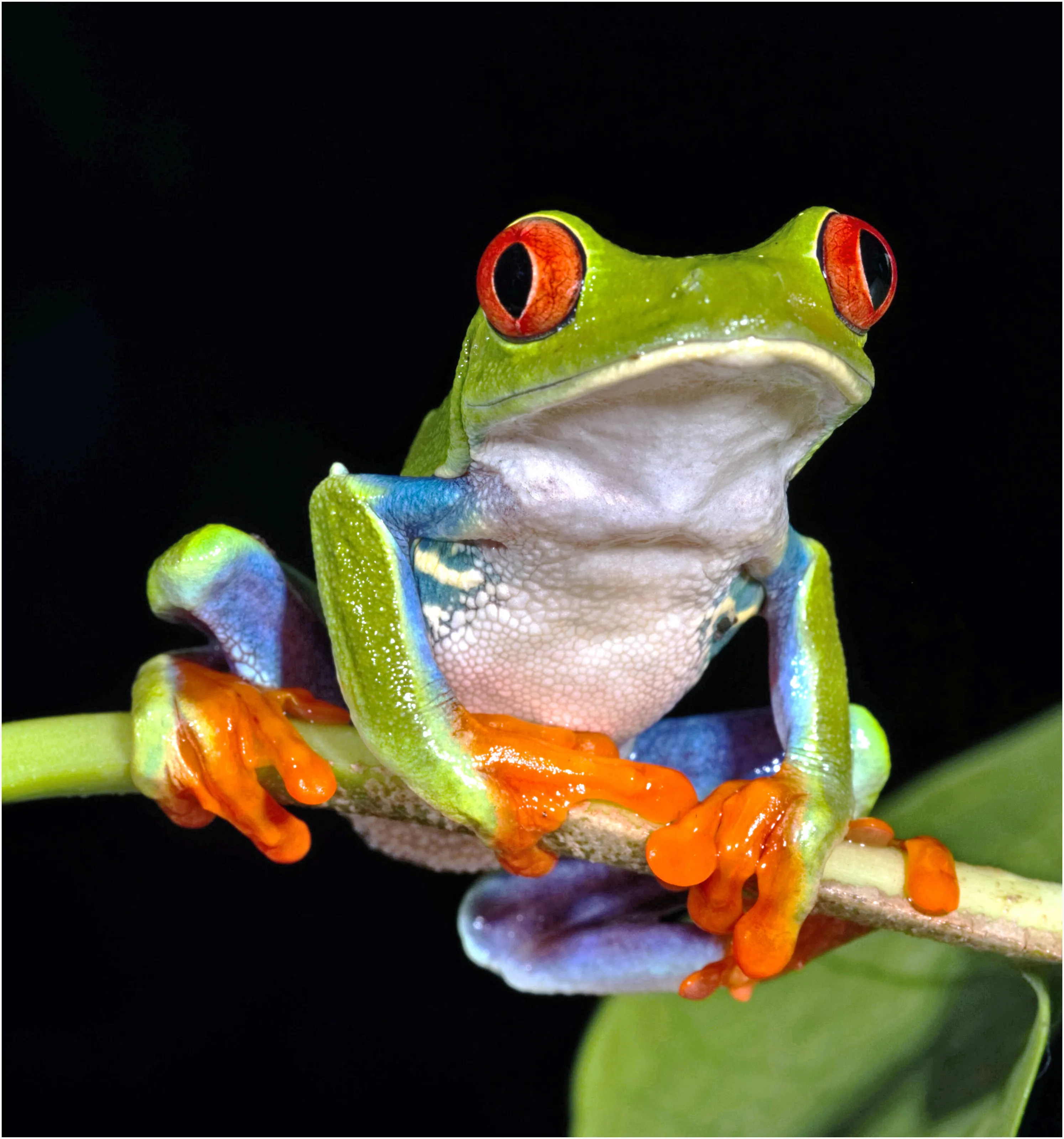 RED EYE TREE FROG