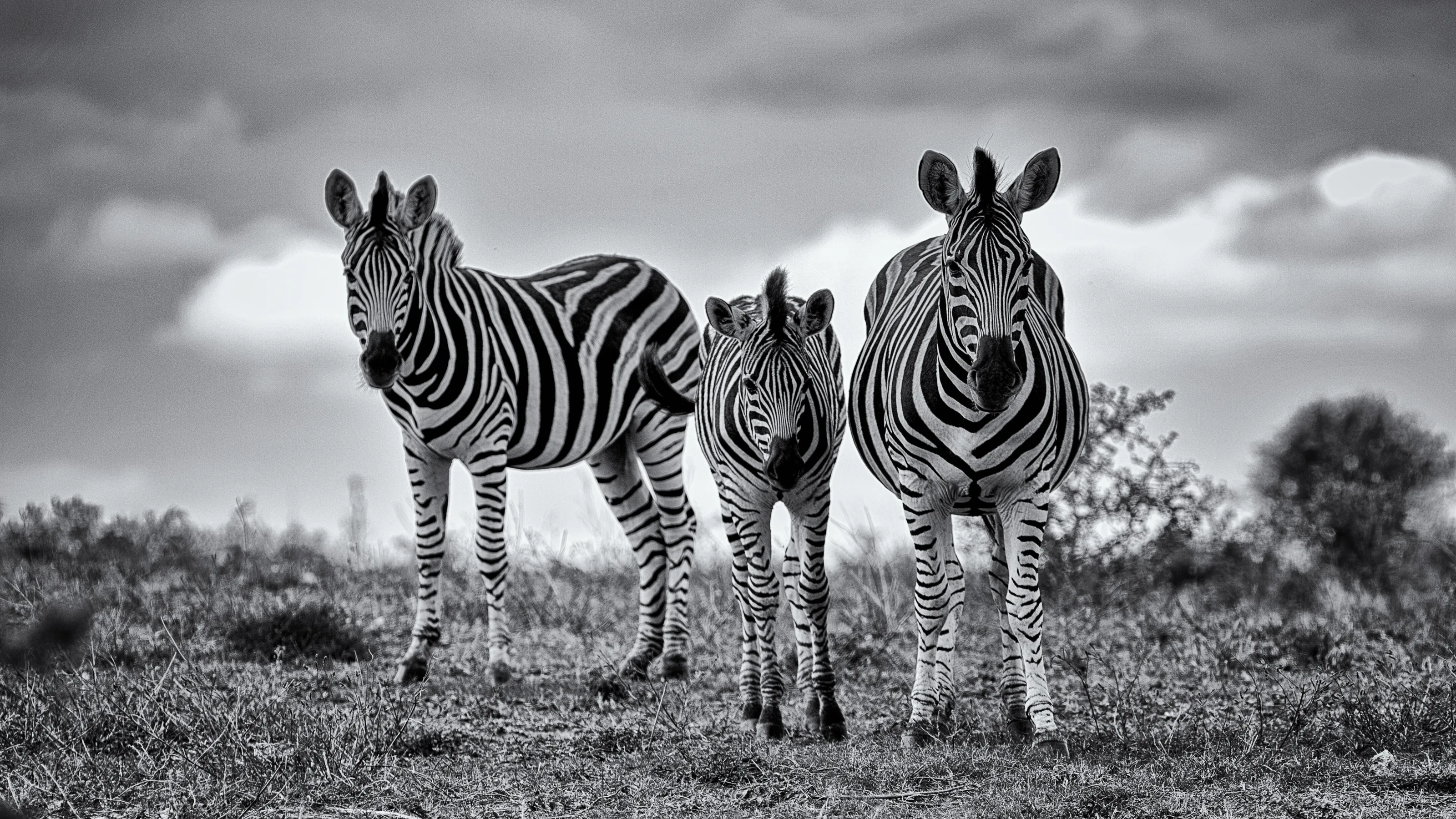 Zebra
