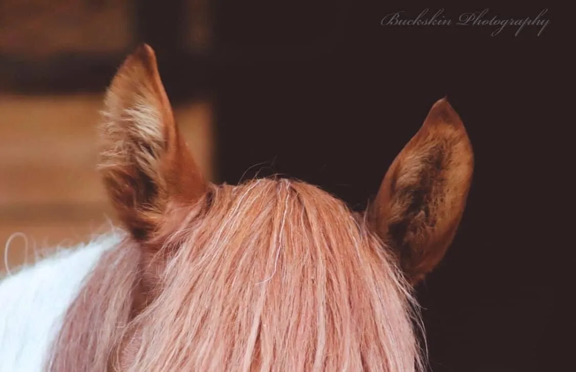 Hawkeye’s Ears