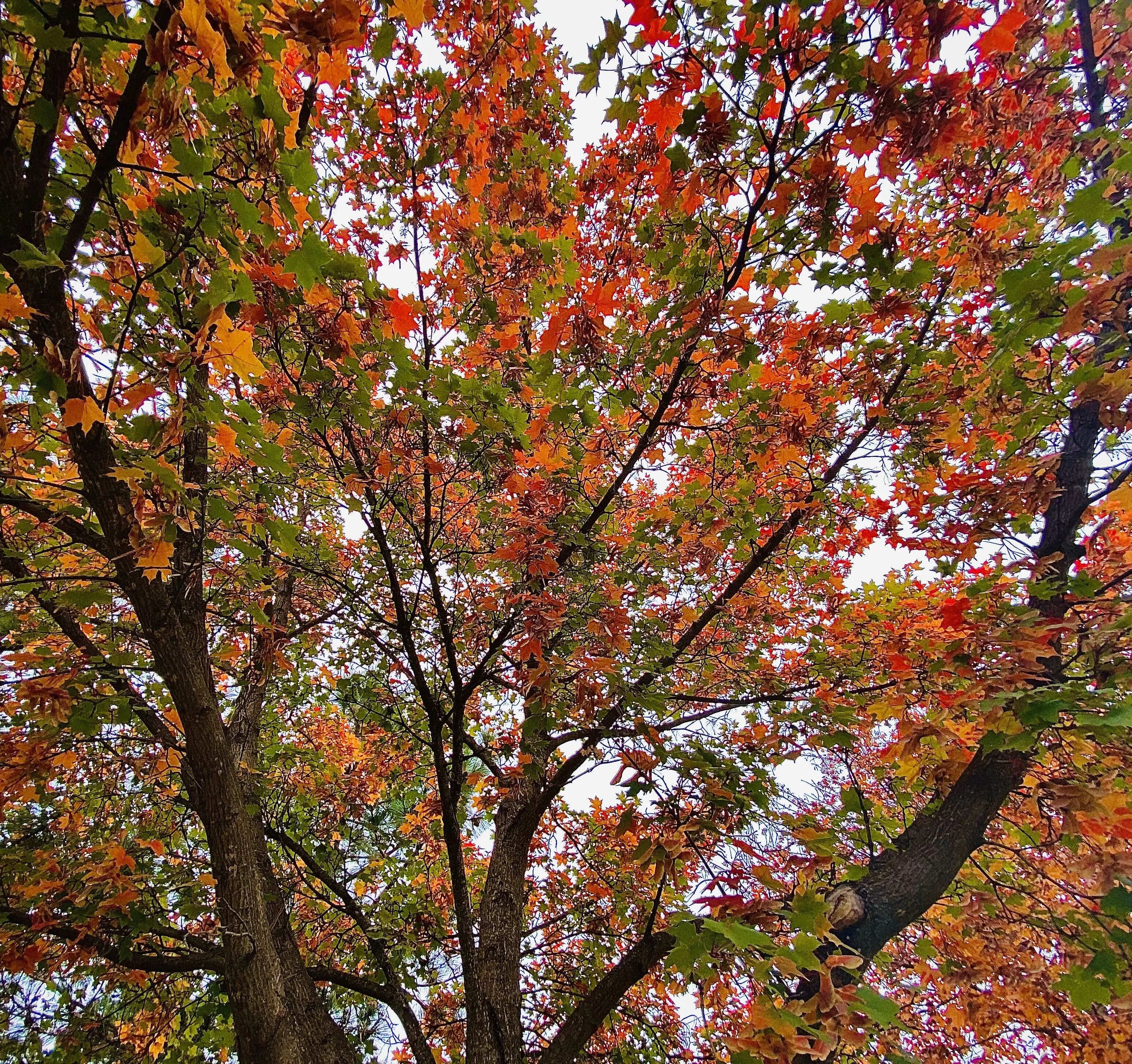 Autumn Confetti