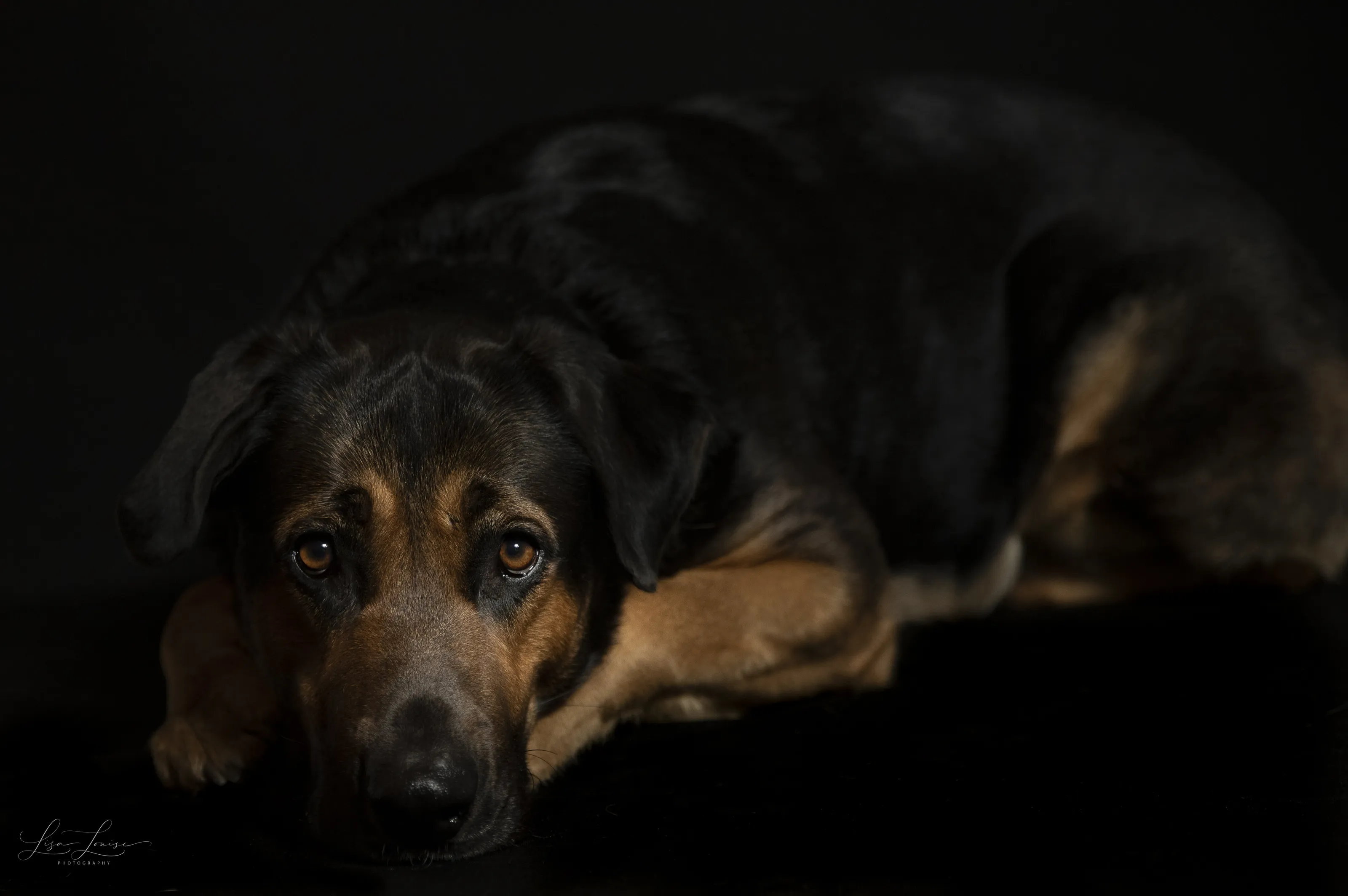 Loyal Friend