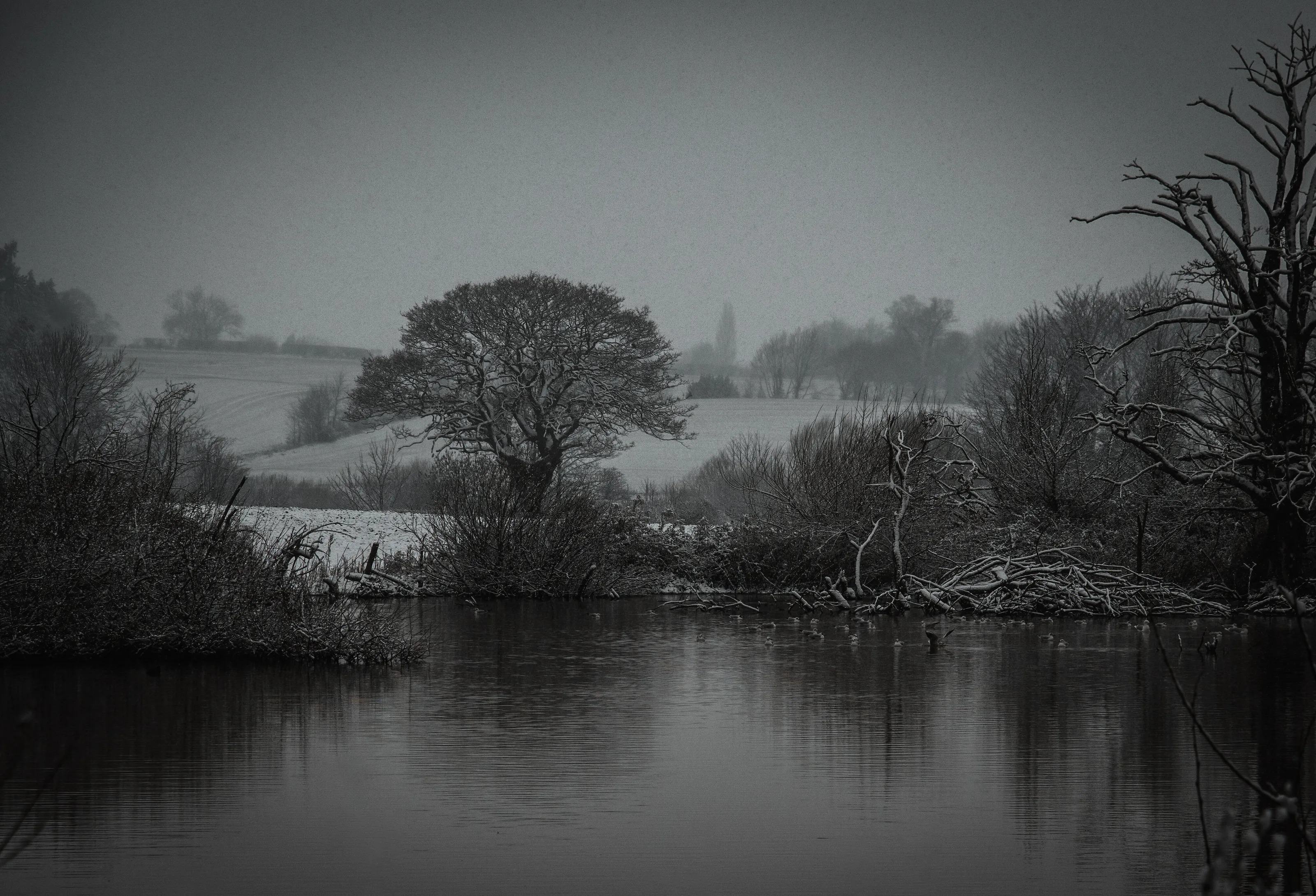Murphys in winter