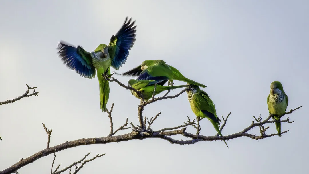 Four in a tree