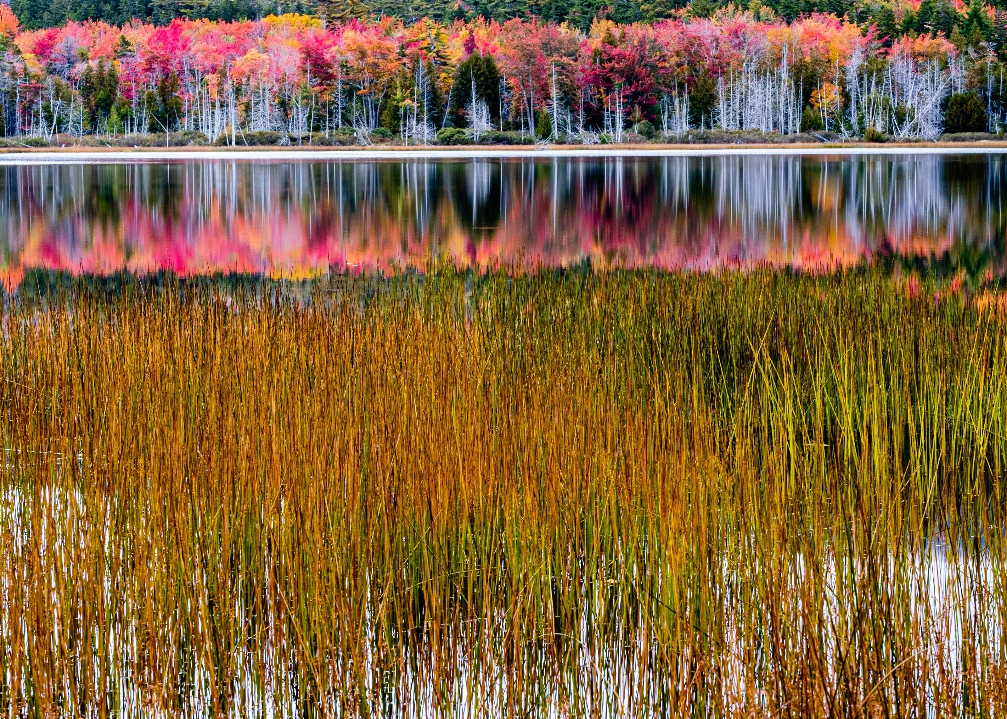 Maine Fall Colors