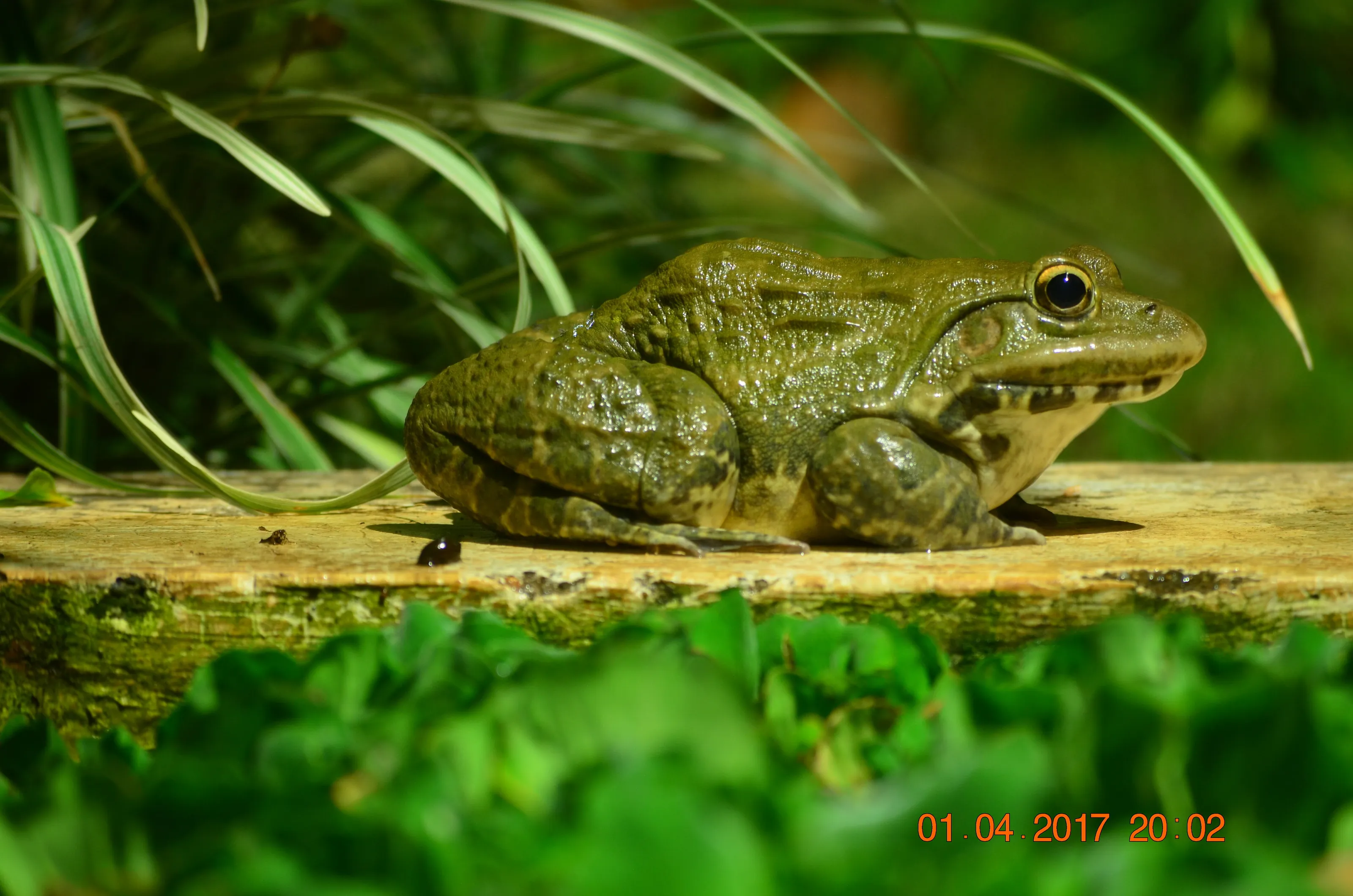 Mr Frog