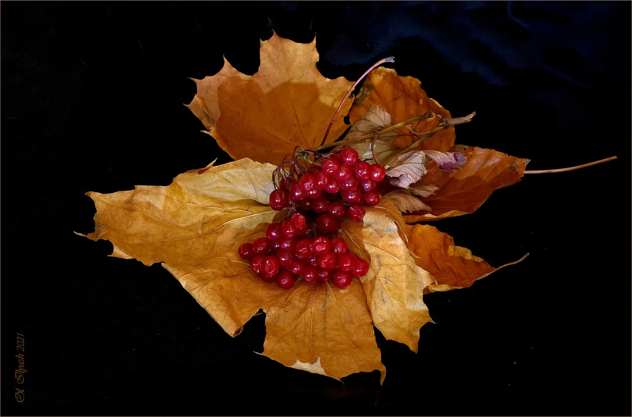 Entry 11011046